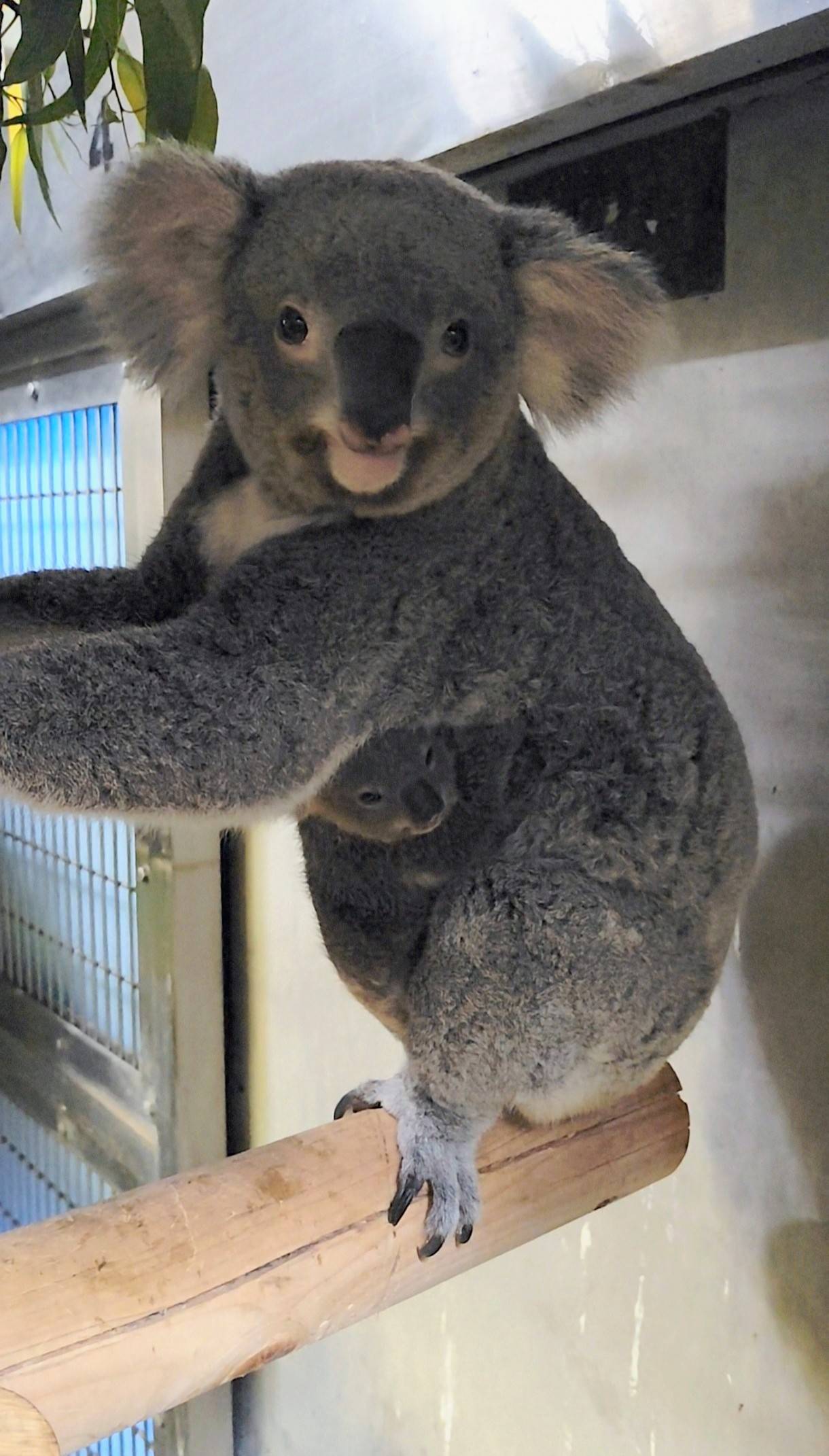 写真12 たんぽぽと247日齢のポポロ .jpg