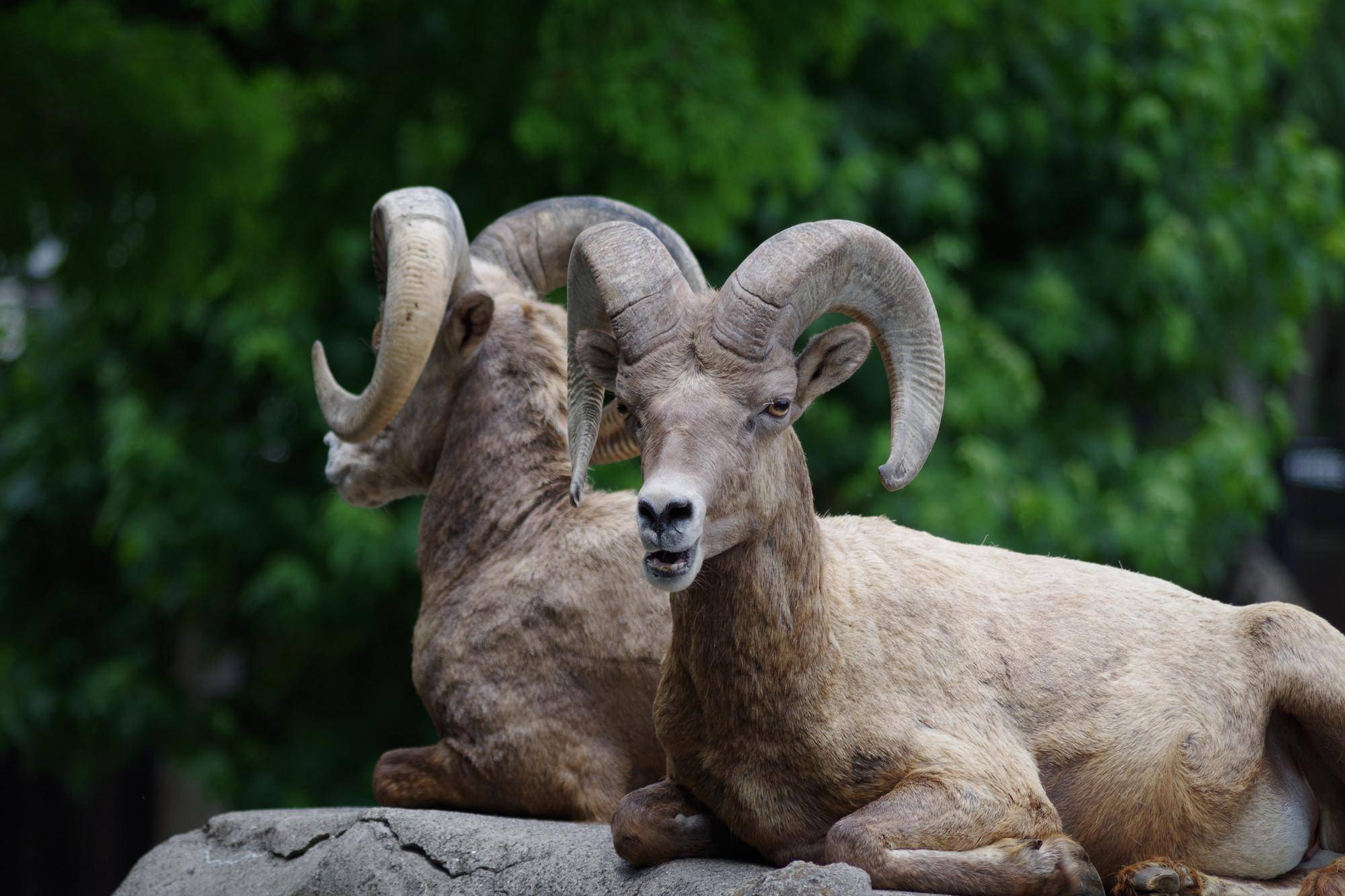 4 群れで暮らすヨッちゃん2.jpg