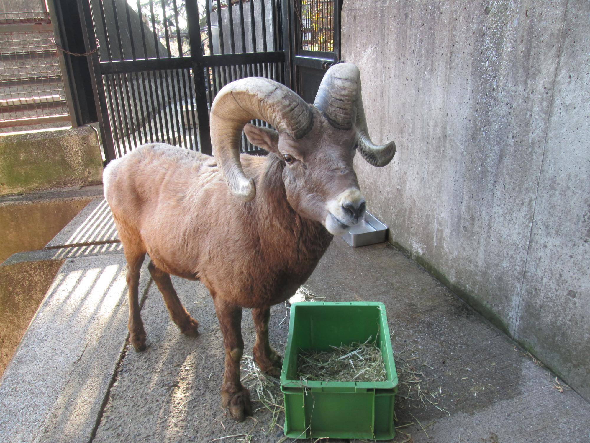 7 1頭で暮らすヨッちゃん2.jpg