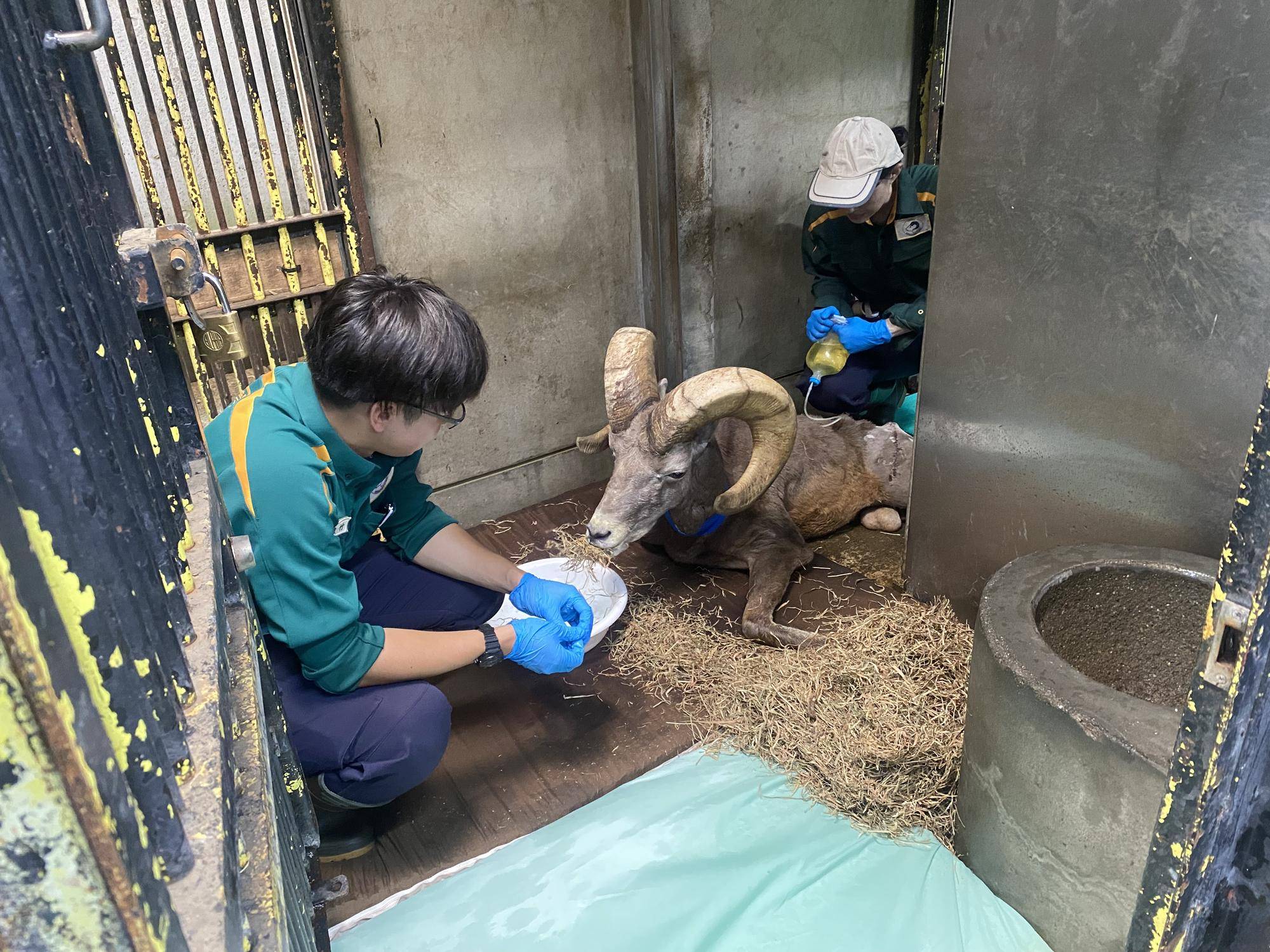 11 治療中に牧草食べちゃう.jpg