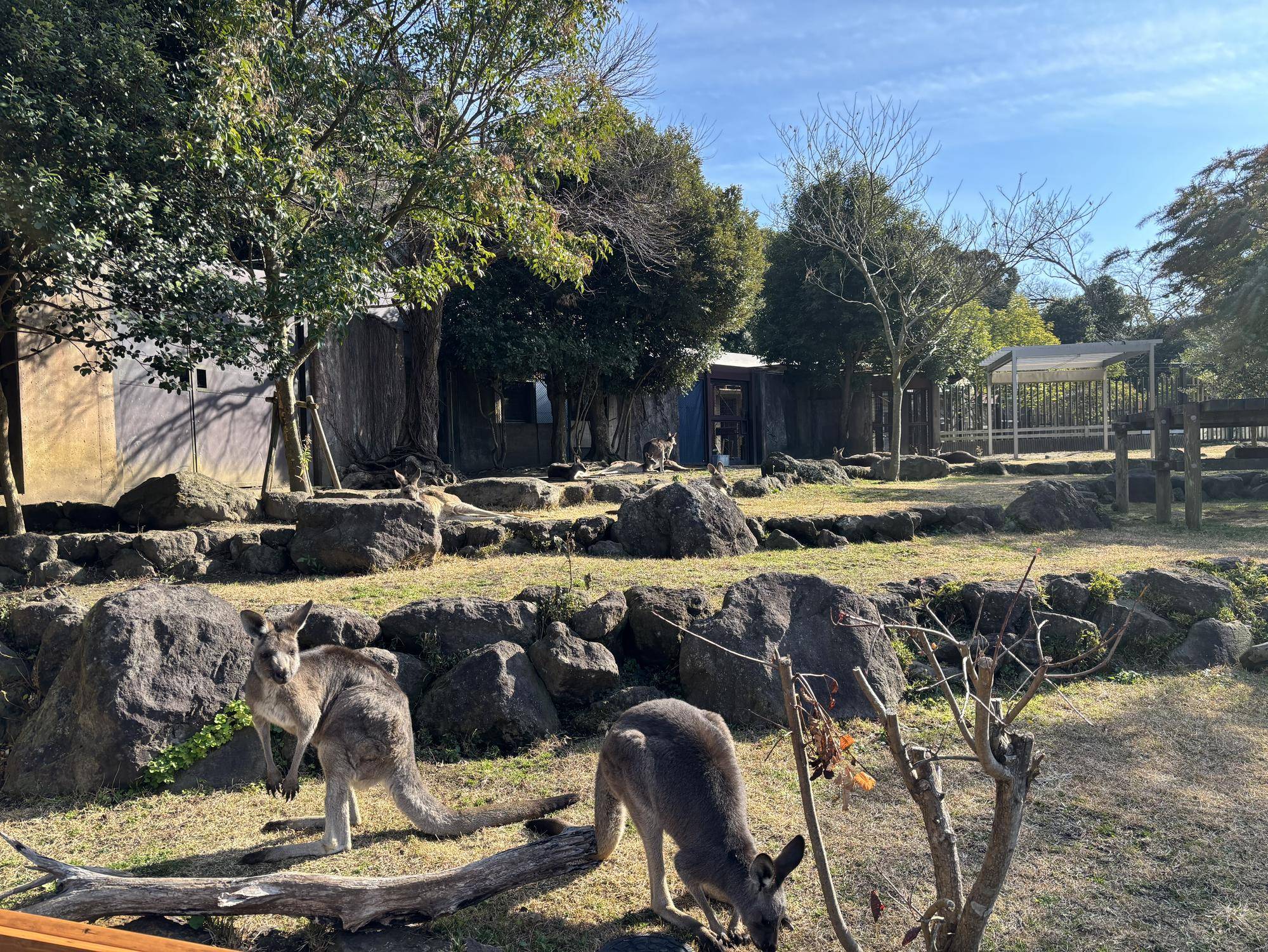 お気に入りの場所で休むカンガルー1.jpeg