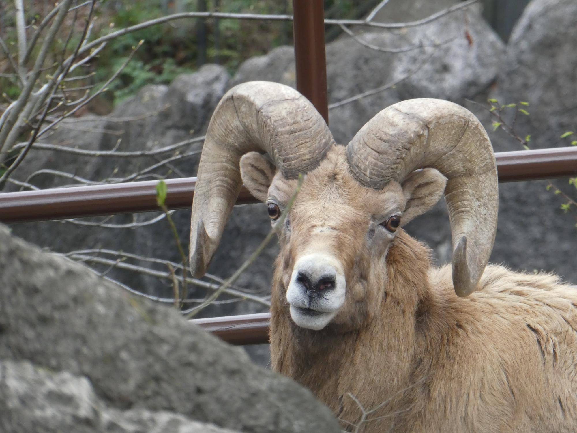 1 ヨッちゃん正面顔.jpg