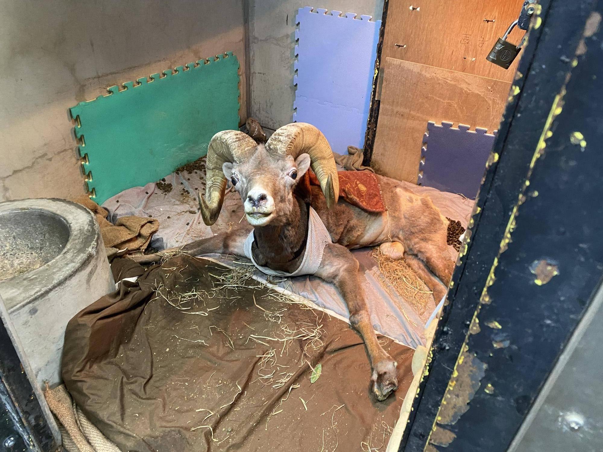 10 ごはん食べたいヨッちゃん.jpg