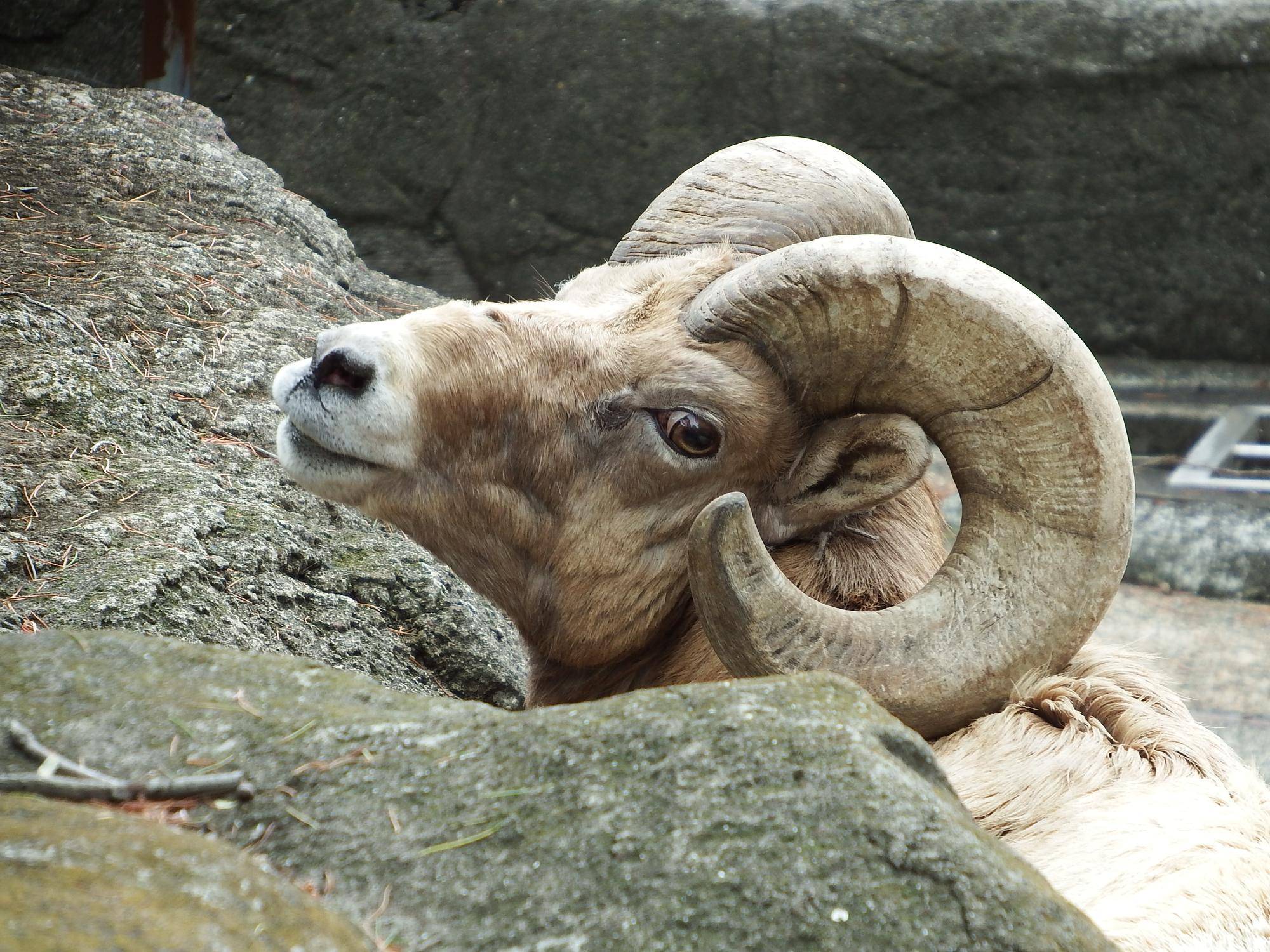 2 丸くキレイな角.jpg