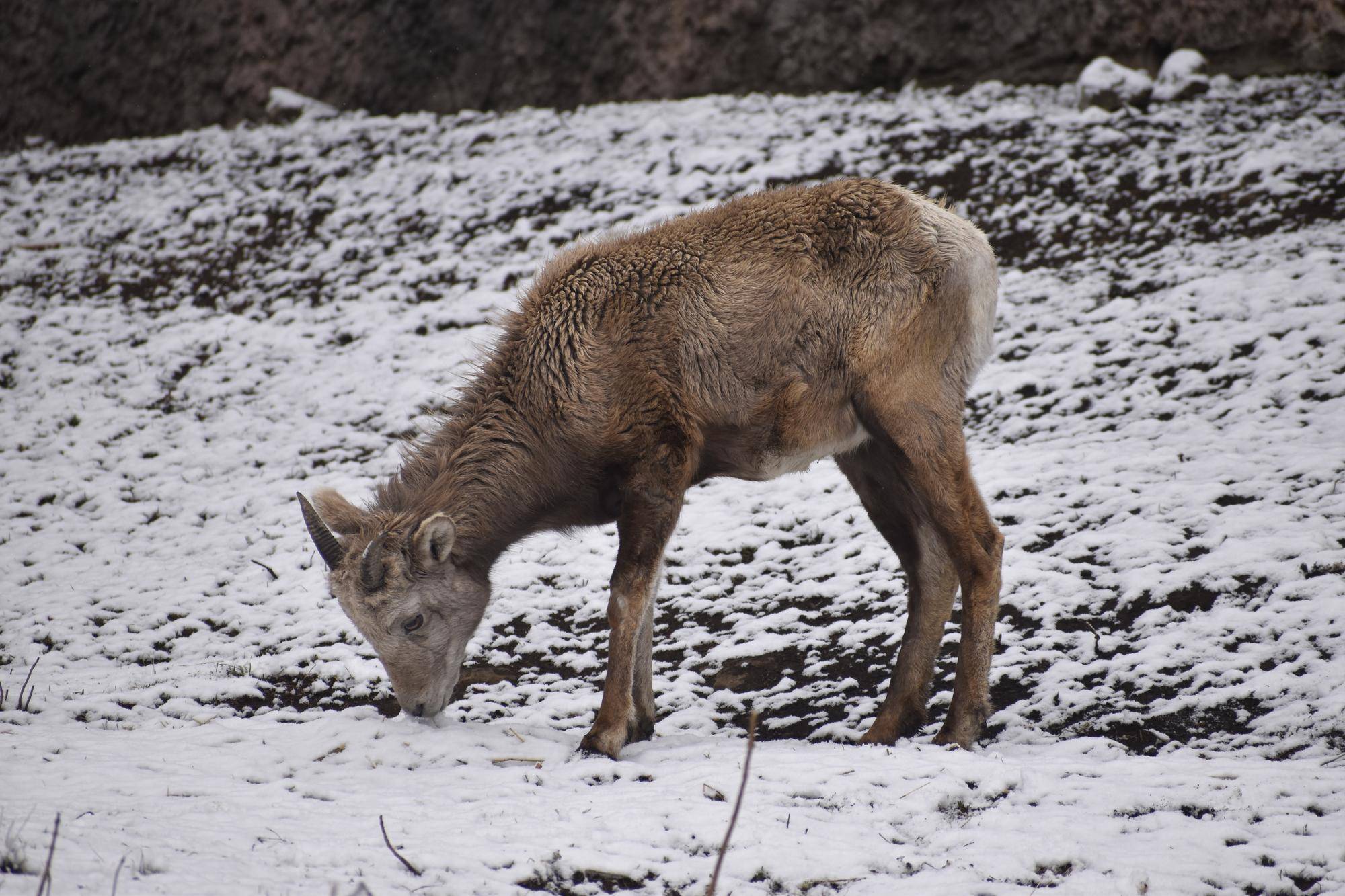 8 メス群れと雪④.jpg