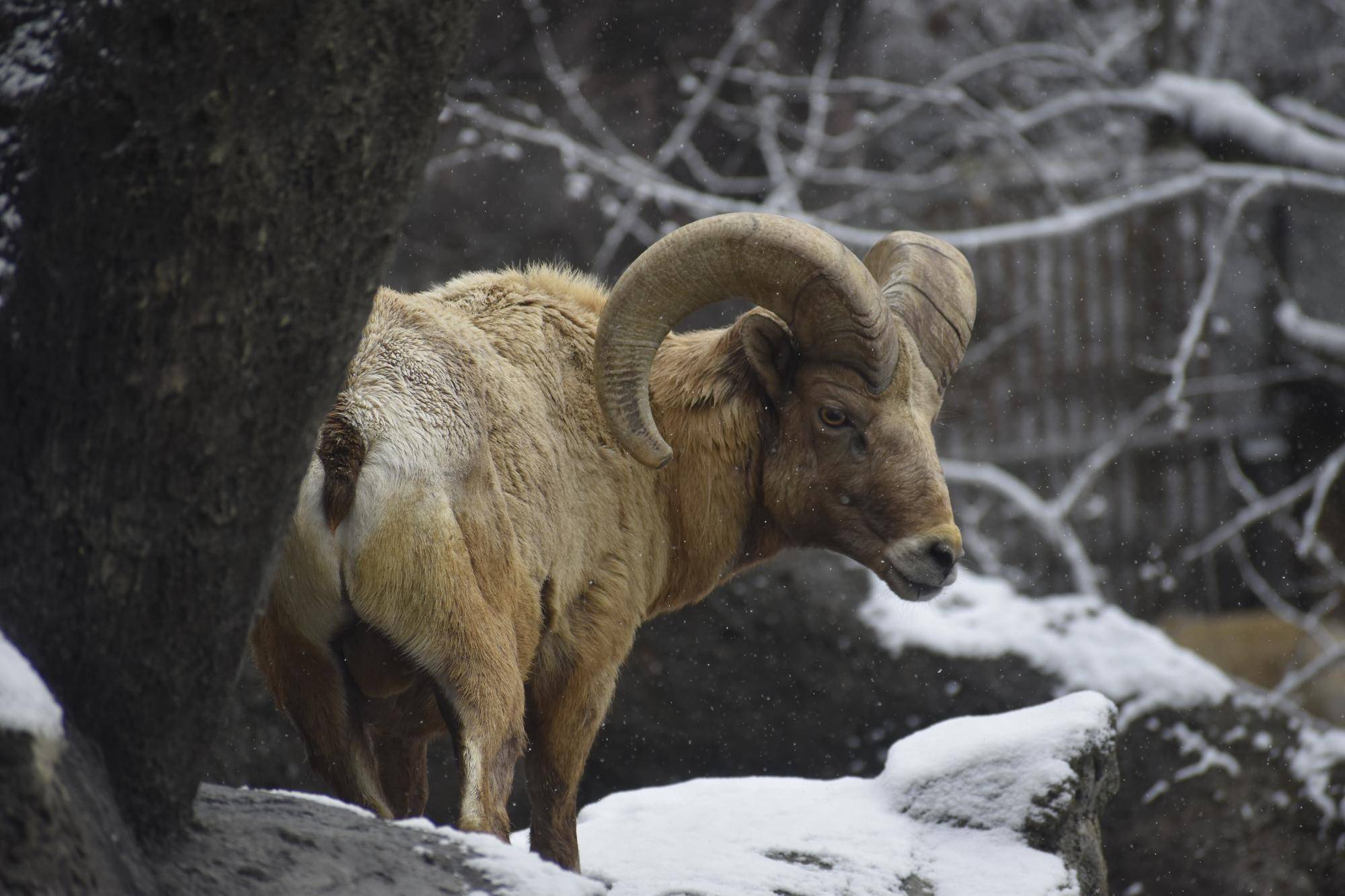 2 オス群れと雪①.jpg