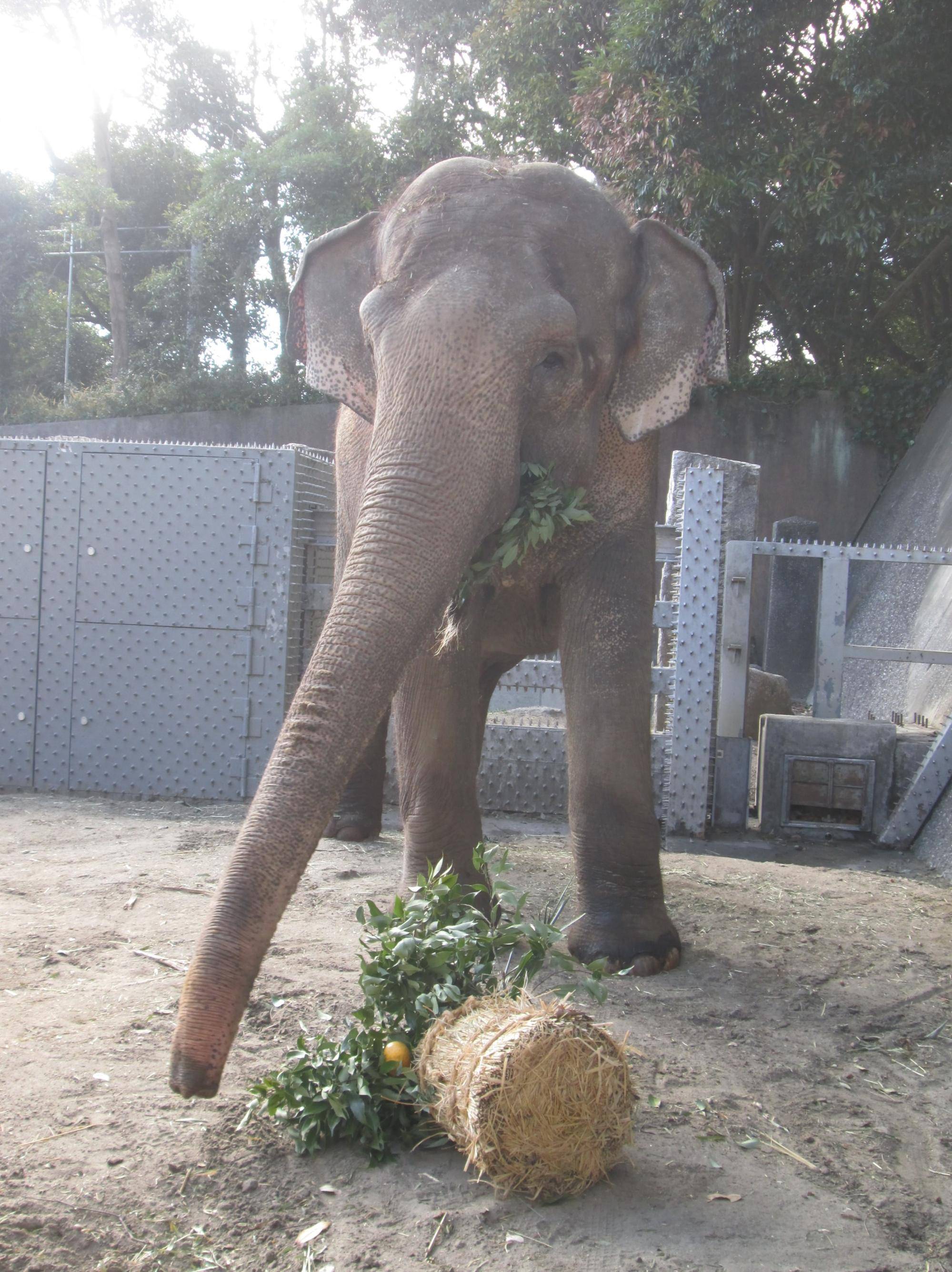 サブパドックで門松を食べるヨーコ1 .jpg