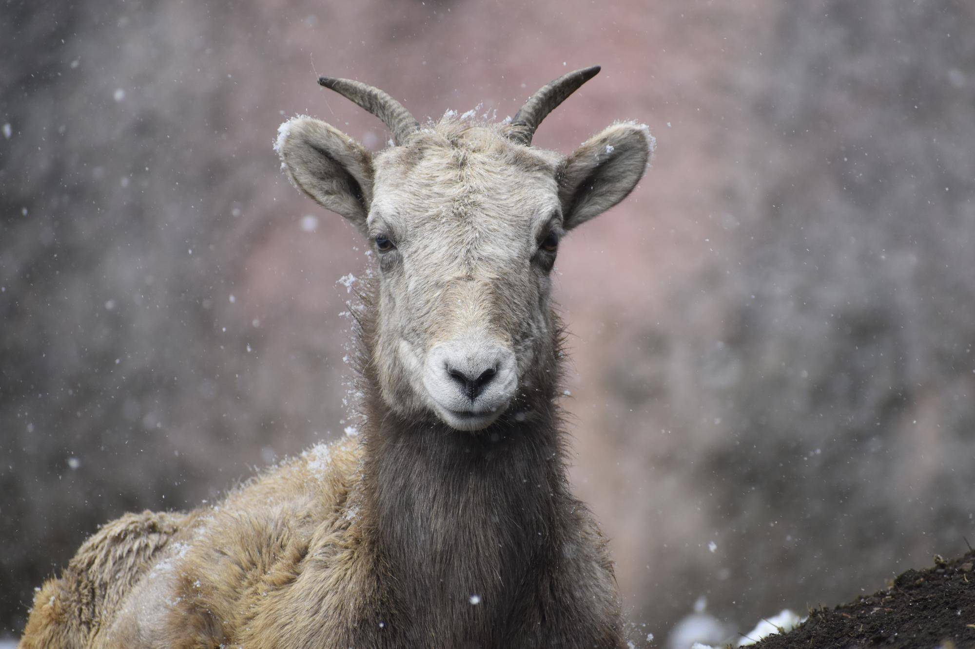 7 メス群れと雪③.jpg