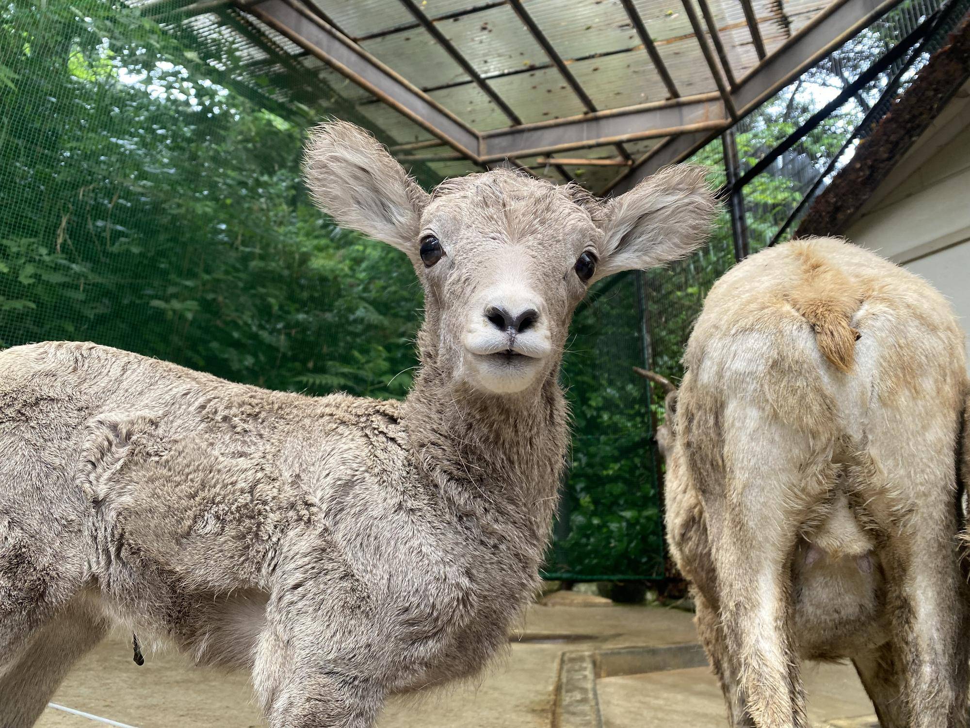 1 ザラメ5月様子.jpg