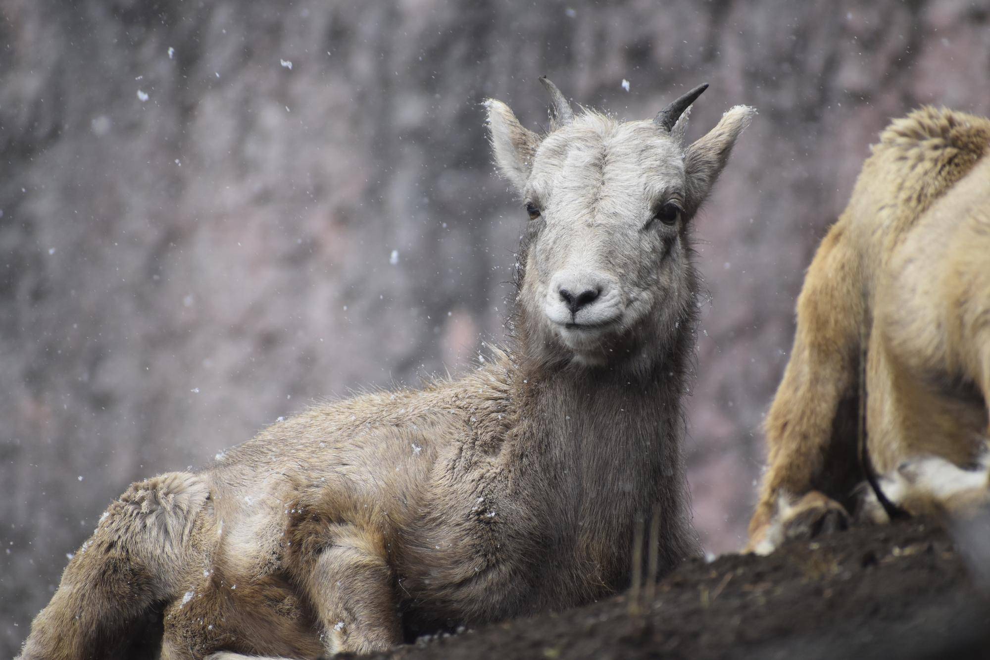 11 ザラメ雪でも平気.jpg