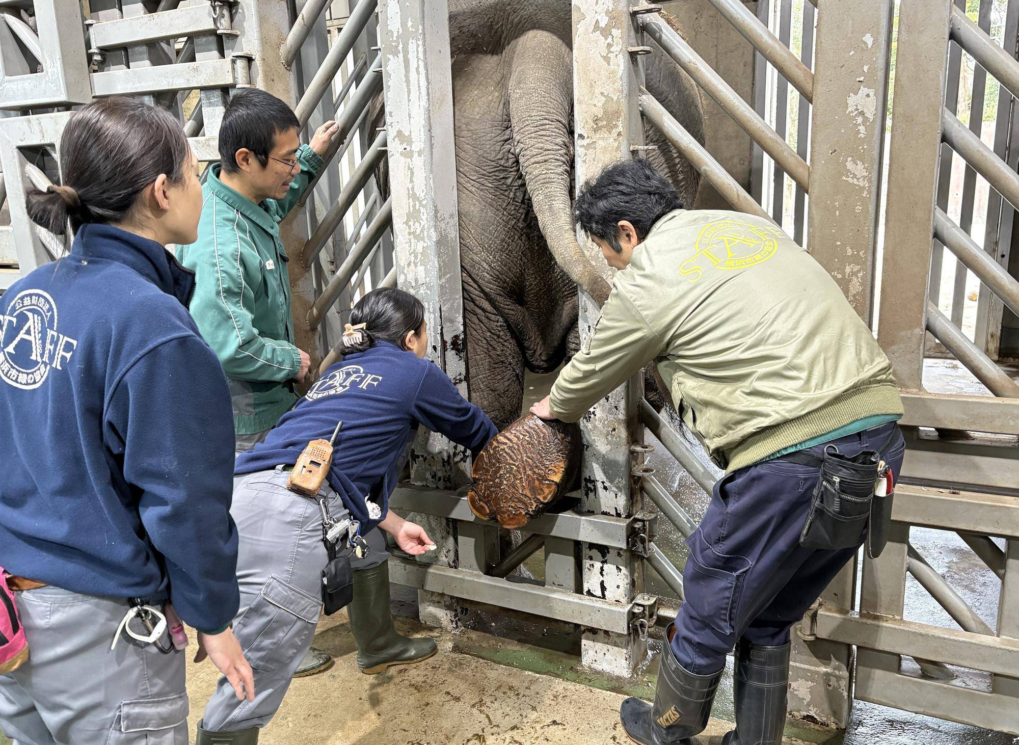 飼育員と獣医一丸となっての対応1.jpeg