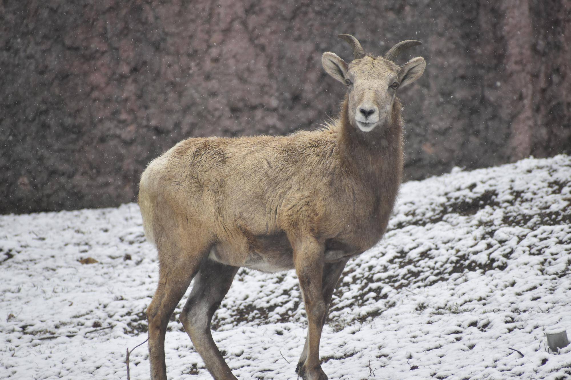 6 メス群れと雪②.jpg