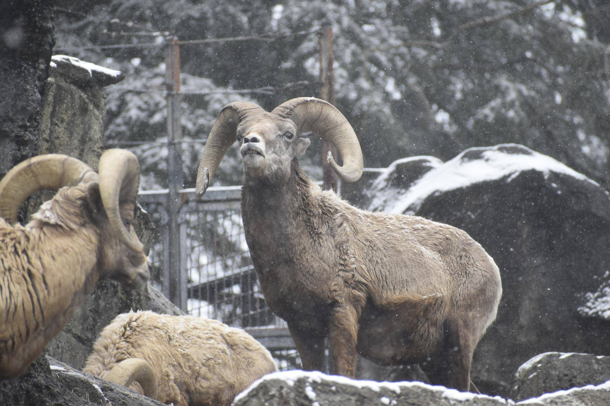 3 オス群れと雪②.jpg