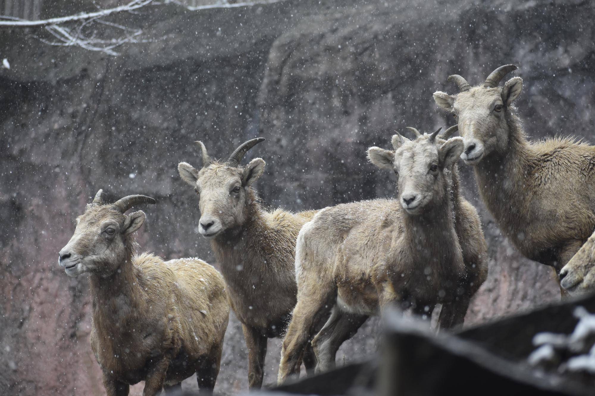 5 メス群れと雪①.jpg