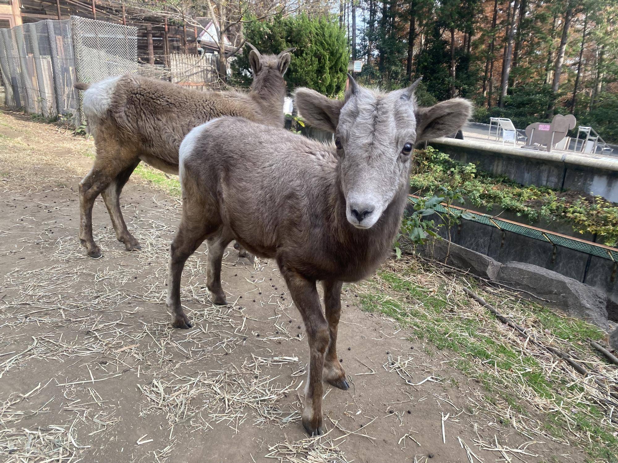 2 ザラメ12月様子.jpg