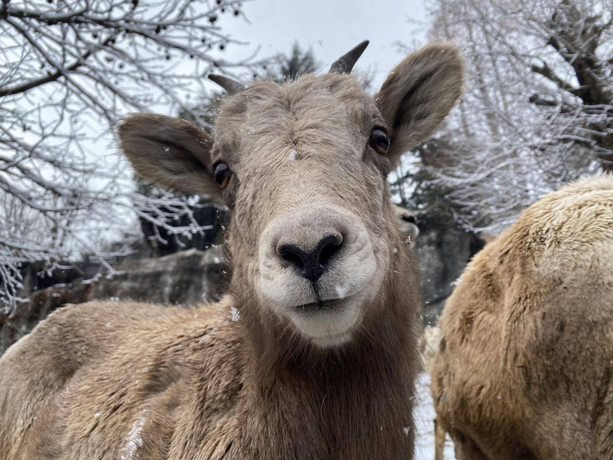 12 ザラメ顔ドアップ.jpg