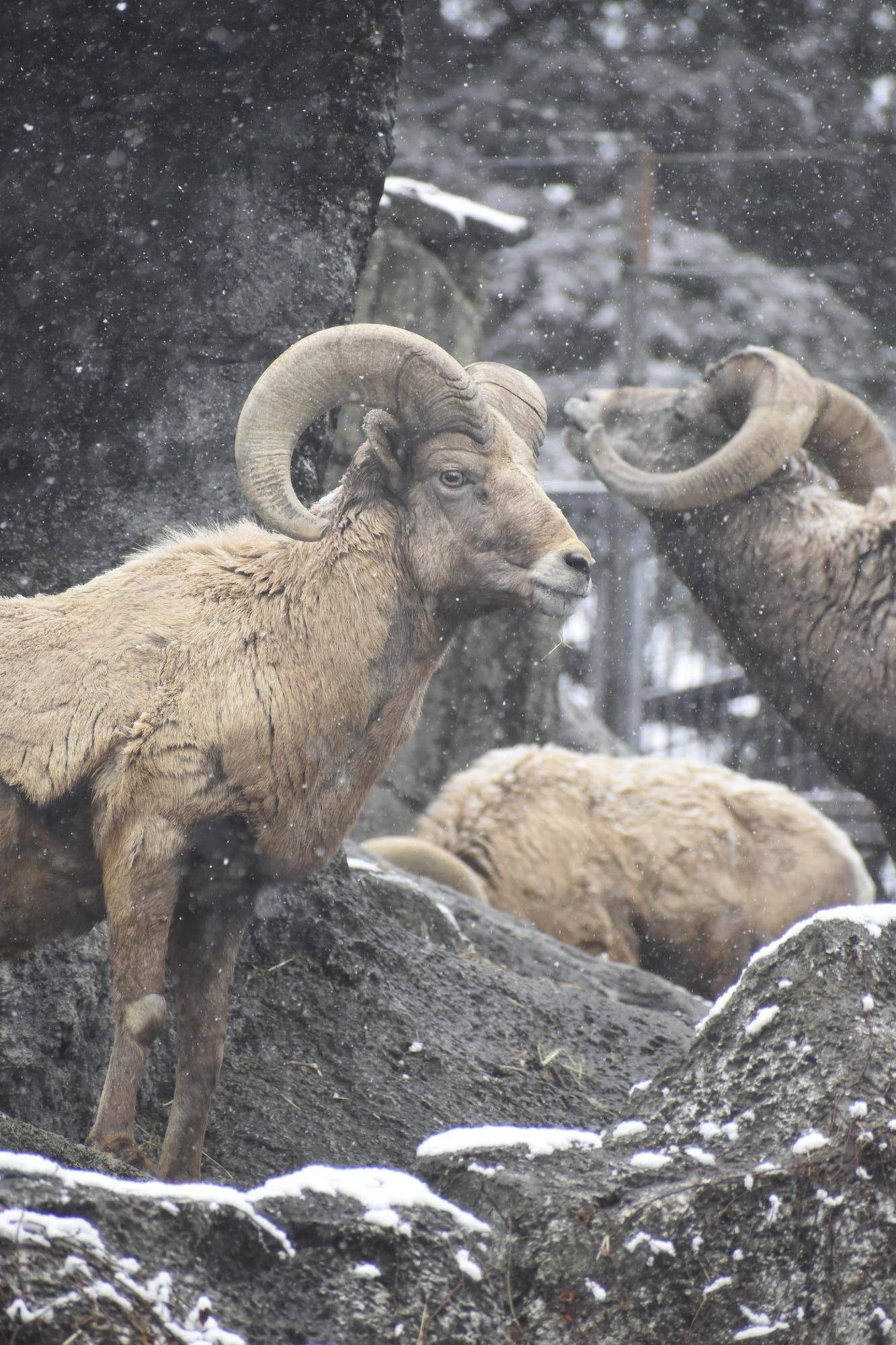 4 オス群れと雪③.jpg