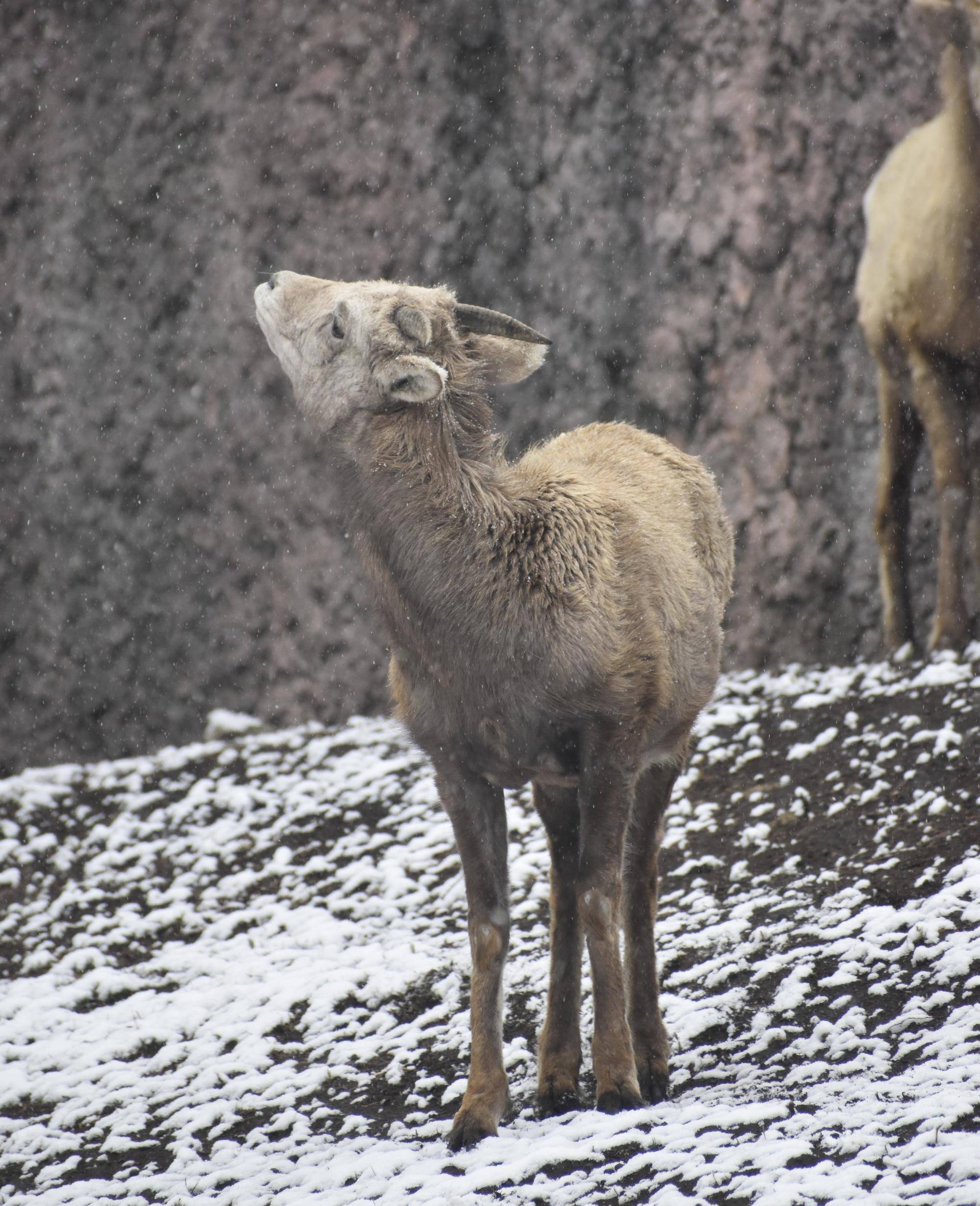10 上を向くヤエ.jpg