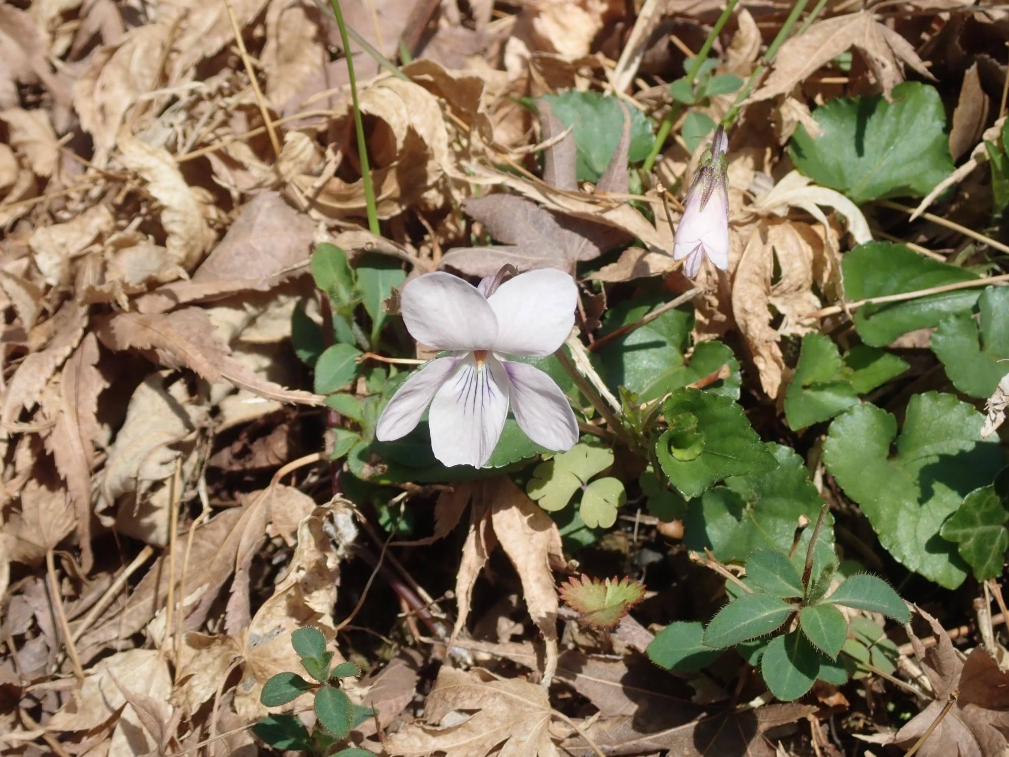 ③タチツボスミレ.jpg