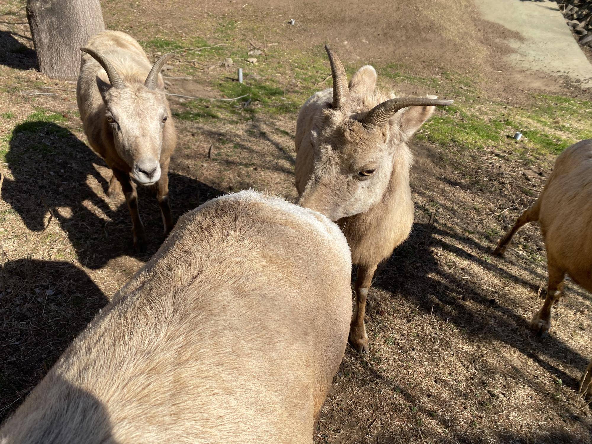 7 ソラのお尻の匂い嗅ぐ1.jpg