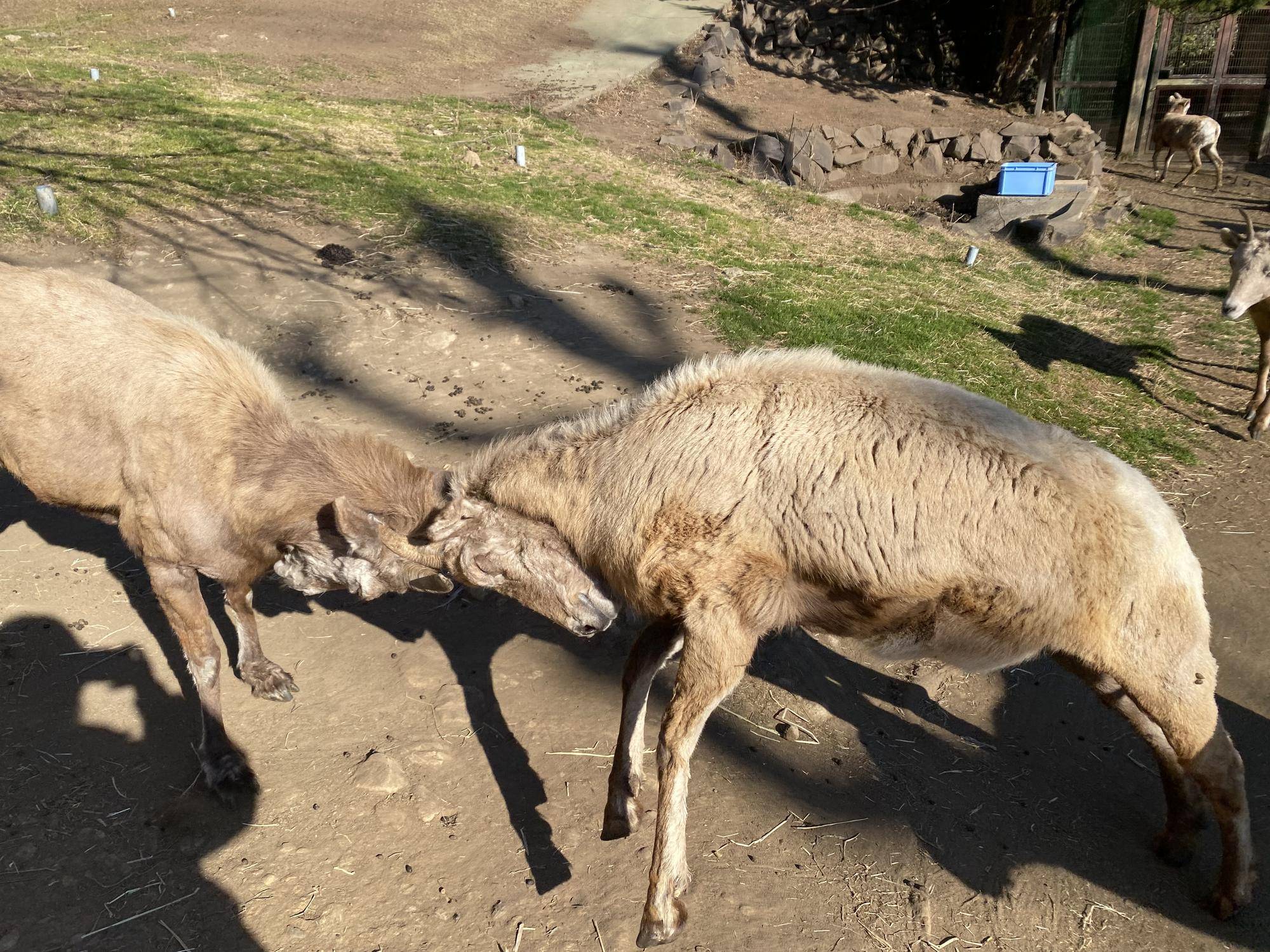 6 展示場でも角突き.jpg