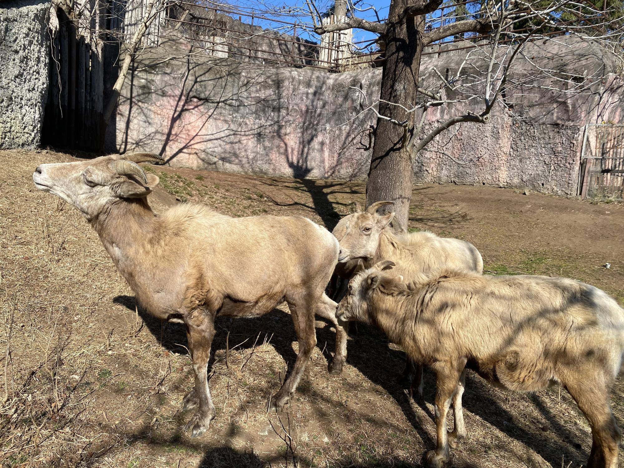 8 ソラのお尻の匂い嗅ぐ2.jpg