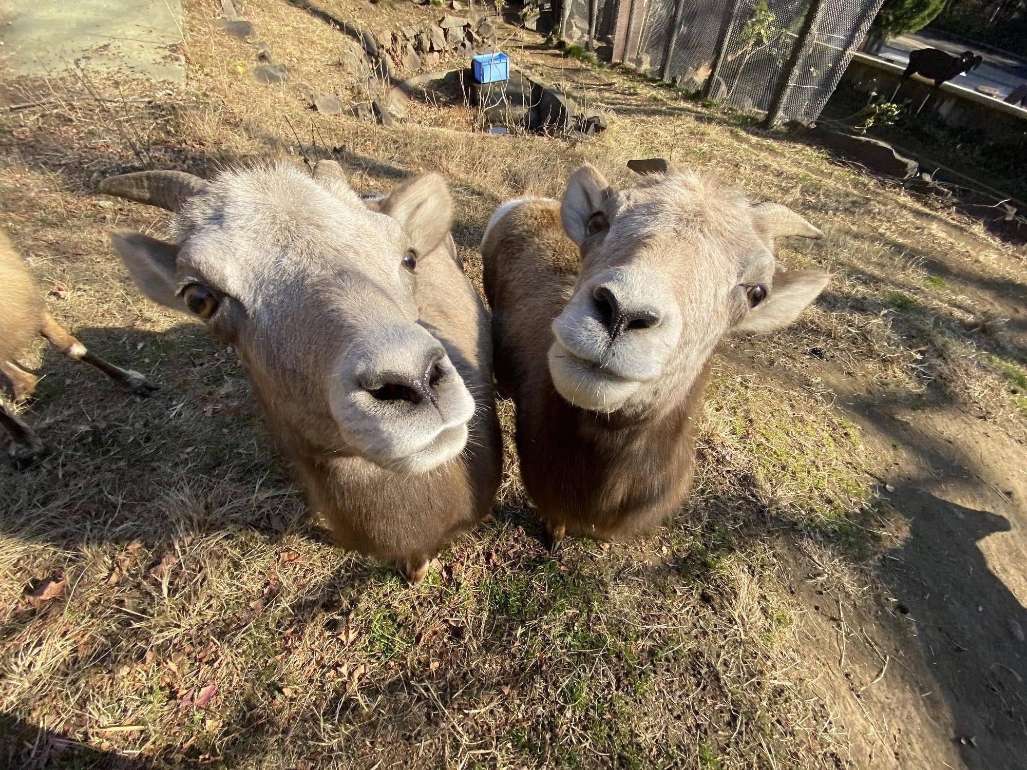 11 ビバとワサビ.jpg