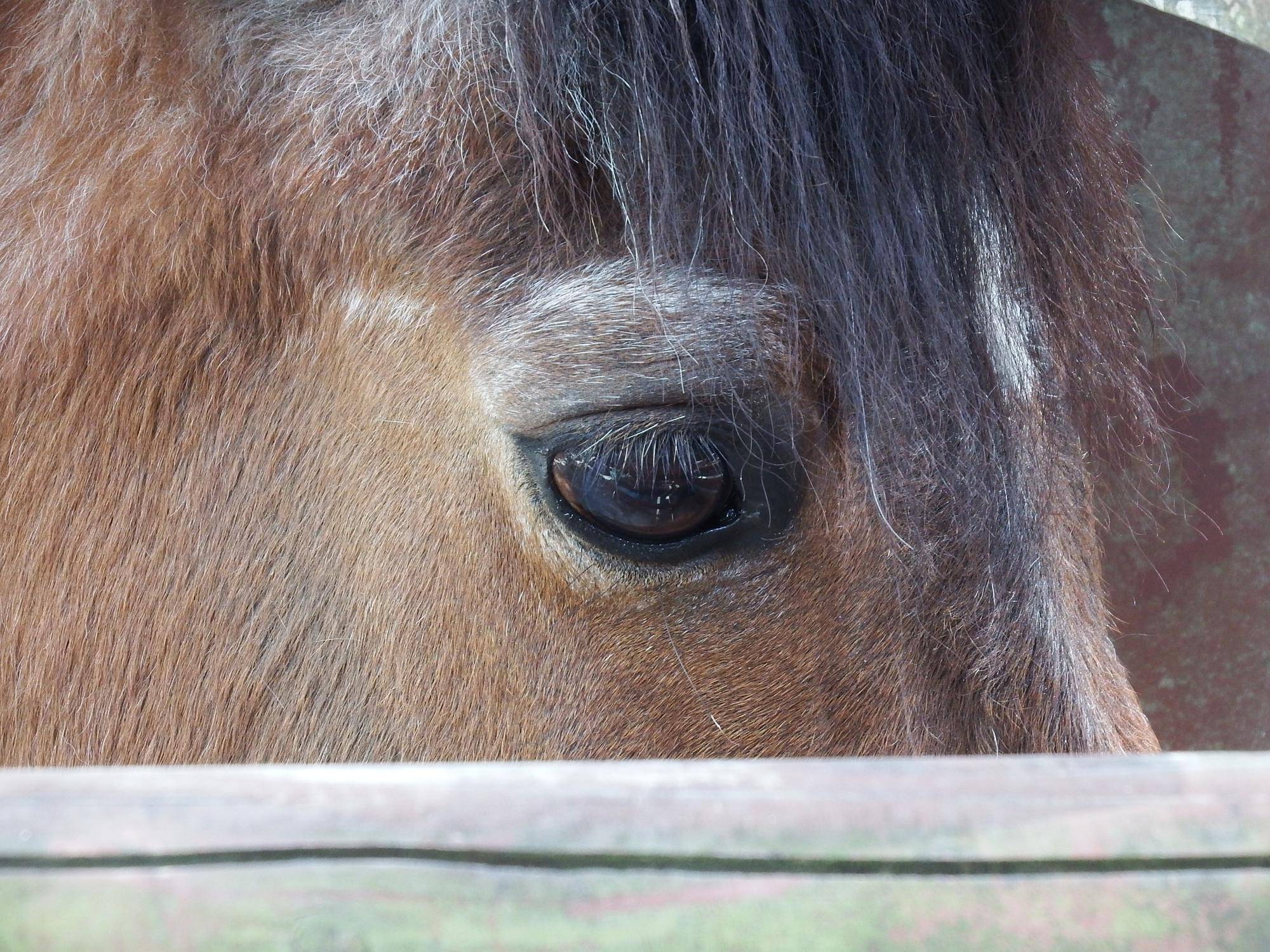9馬の目.jpg