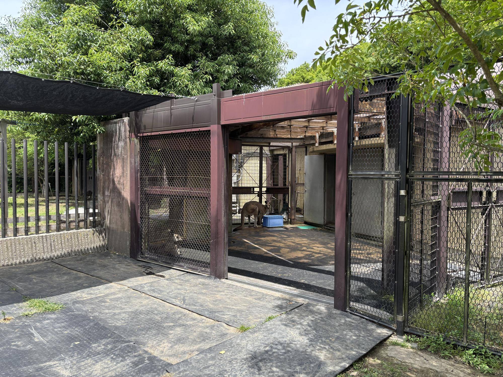 オス展示場のサブパドック開放中.jpeg