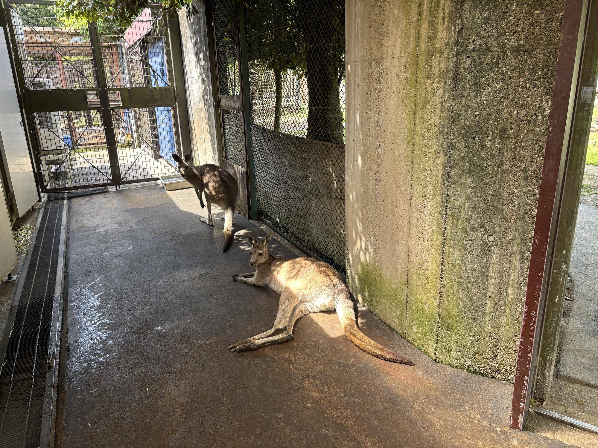 ウォークスルーサブパドックで休んでいるカンガルー.jpeg