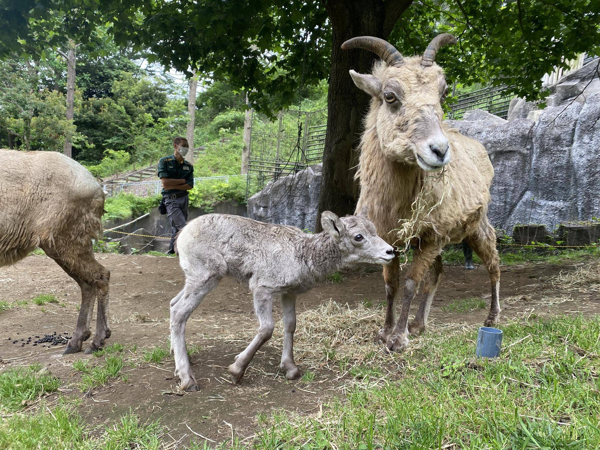 5 ザビコのごはん気になる.jpg
