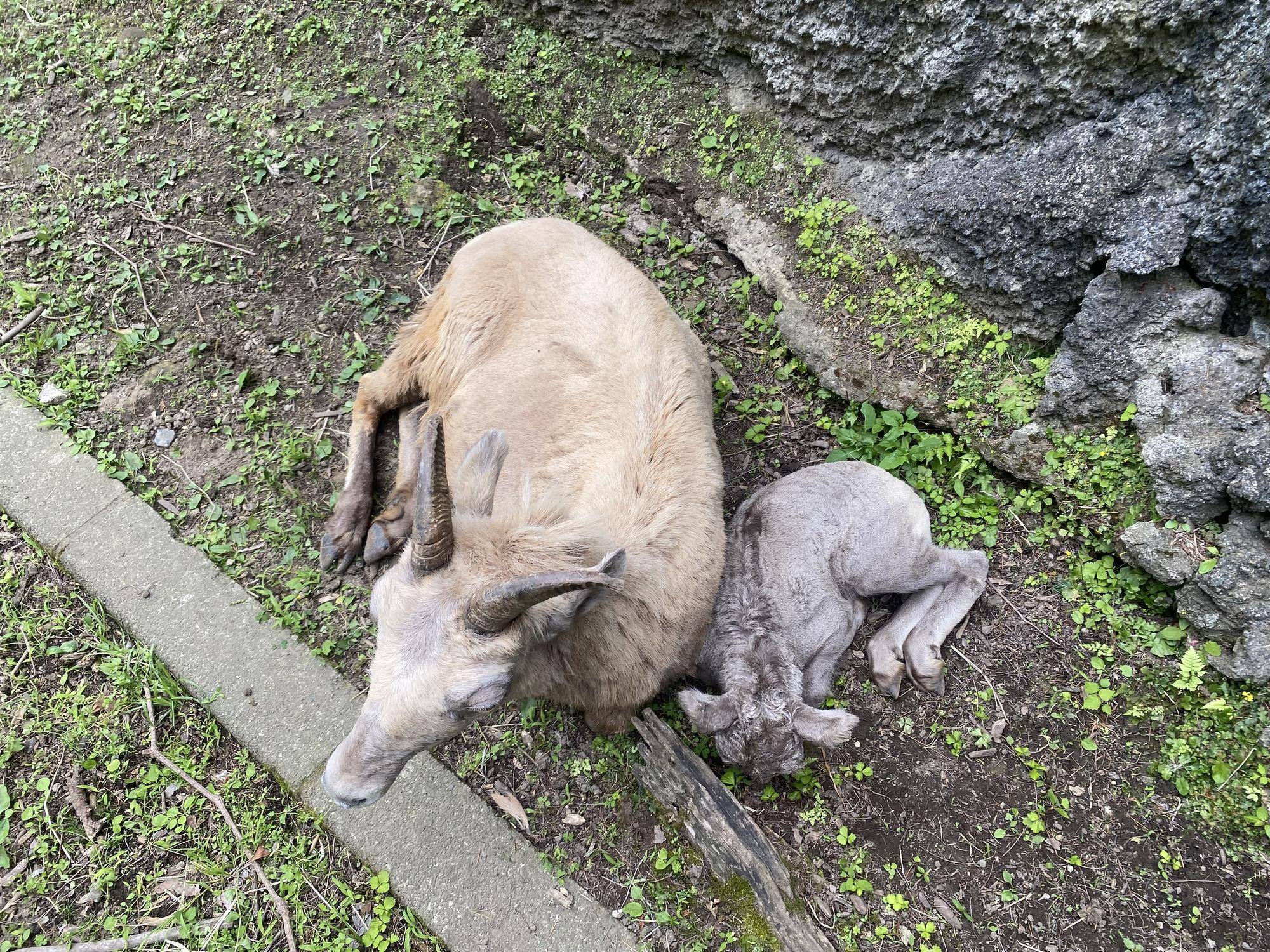 3 コハルと比べて1.jpg