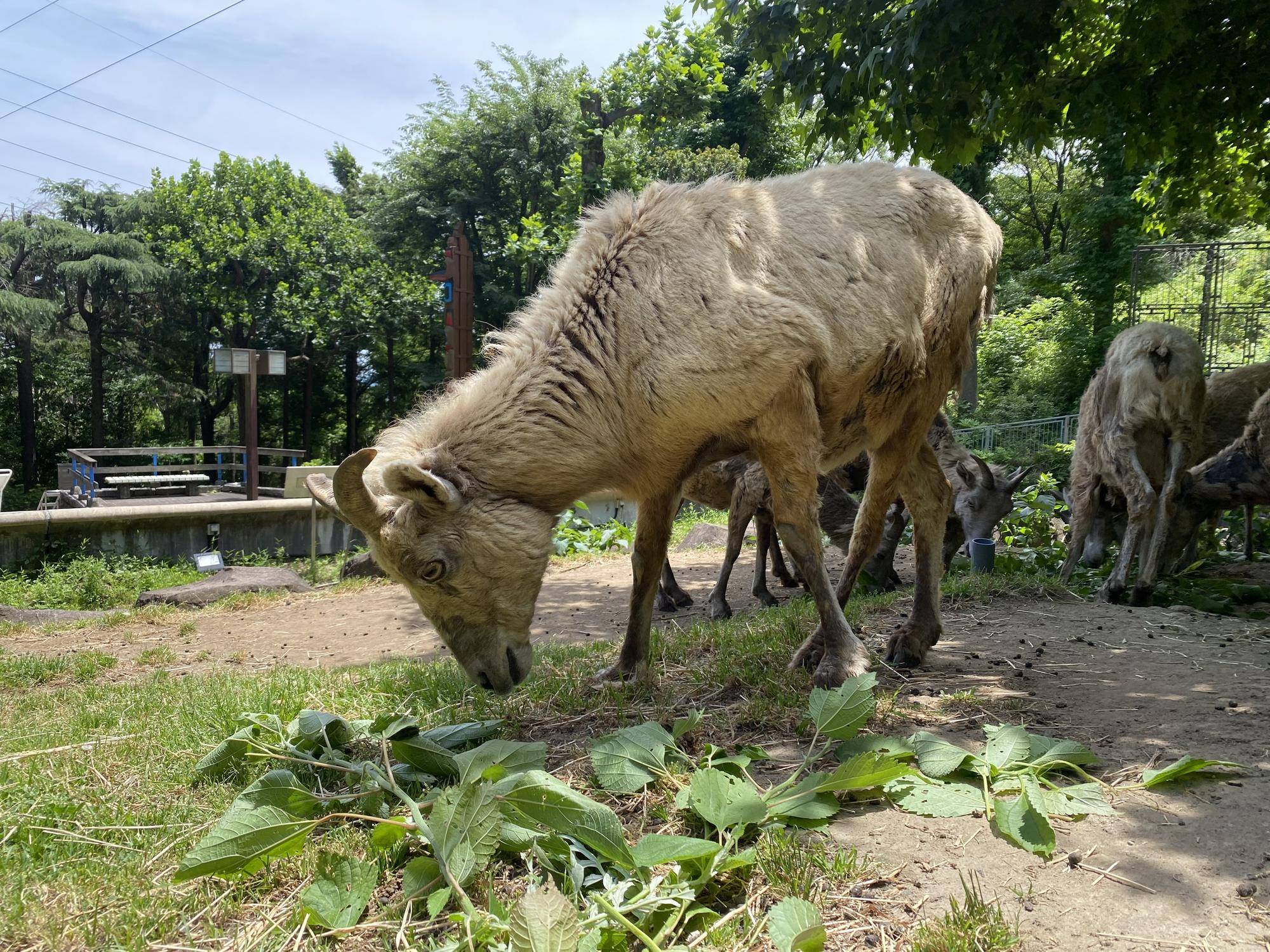 2 ザビコ、カラムシを食べる.jpg