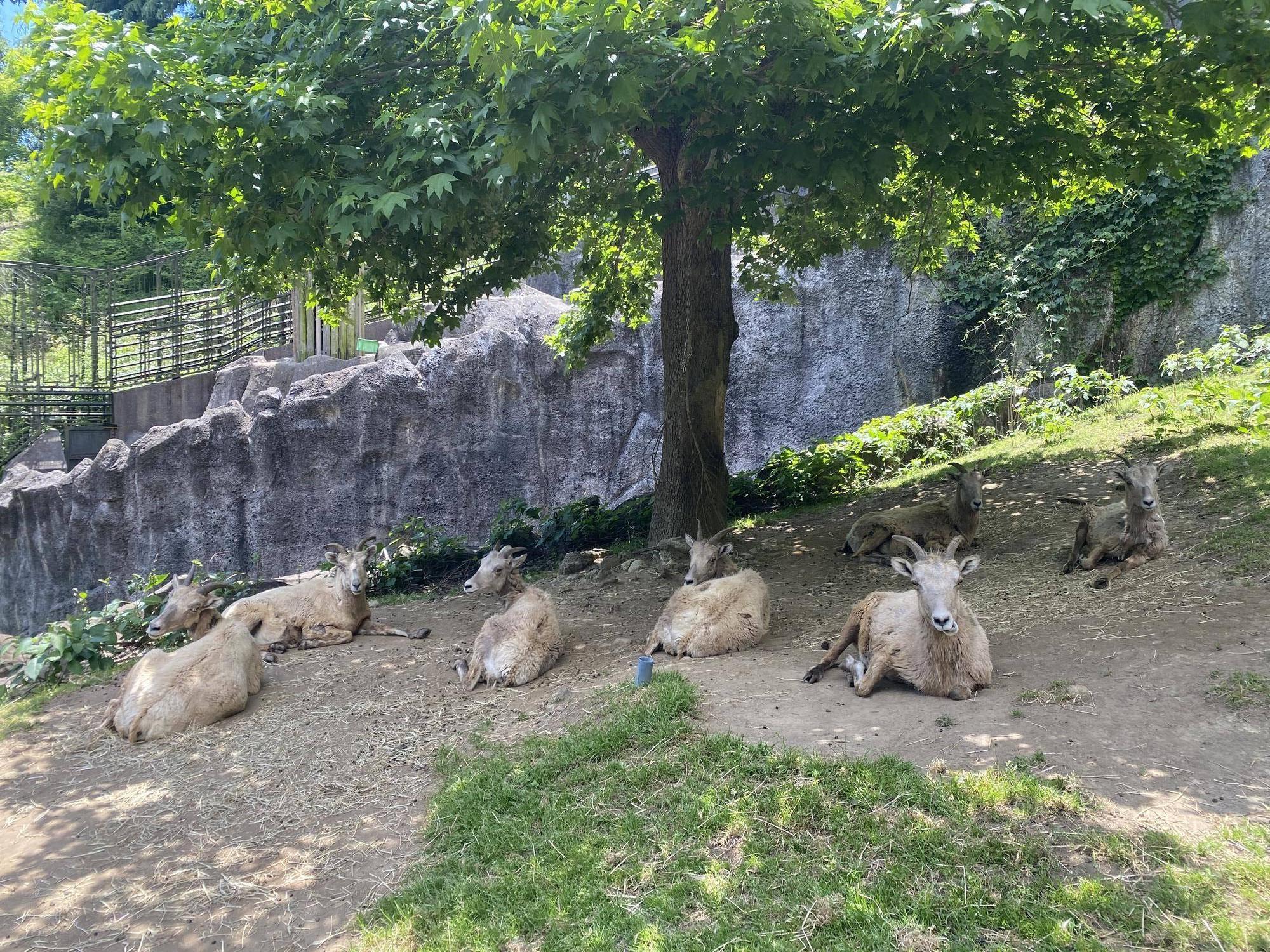 4 日陰で暑さ対策.jpg
