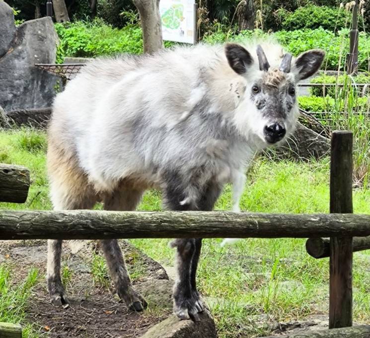 2.クロベ写真.jpg