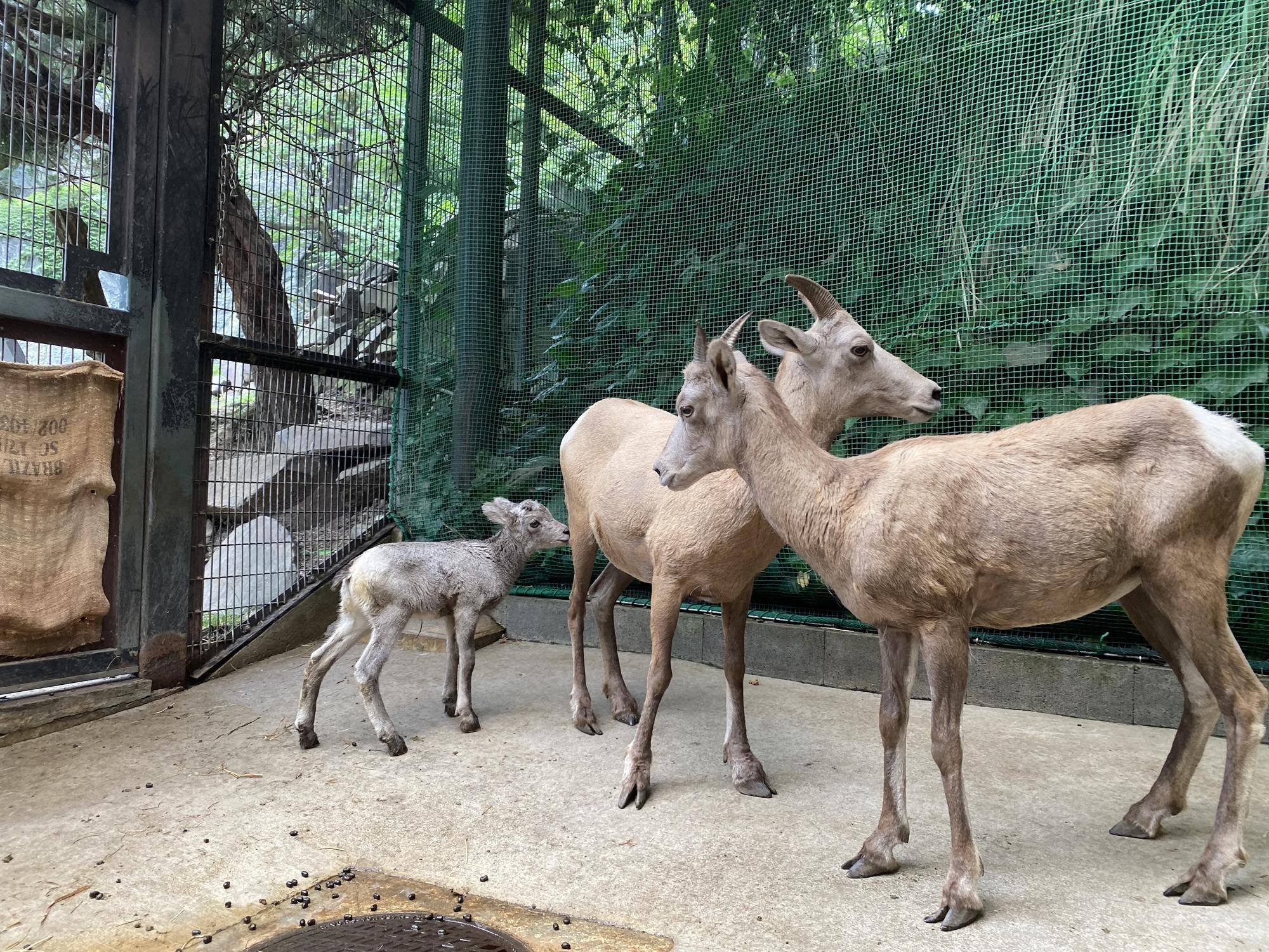 6 ワサビと仲良し1.jpg