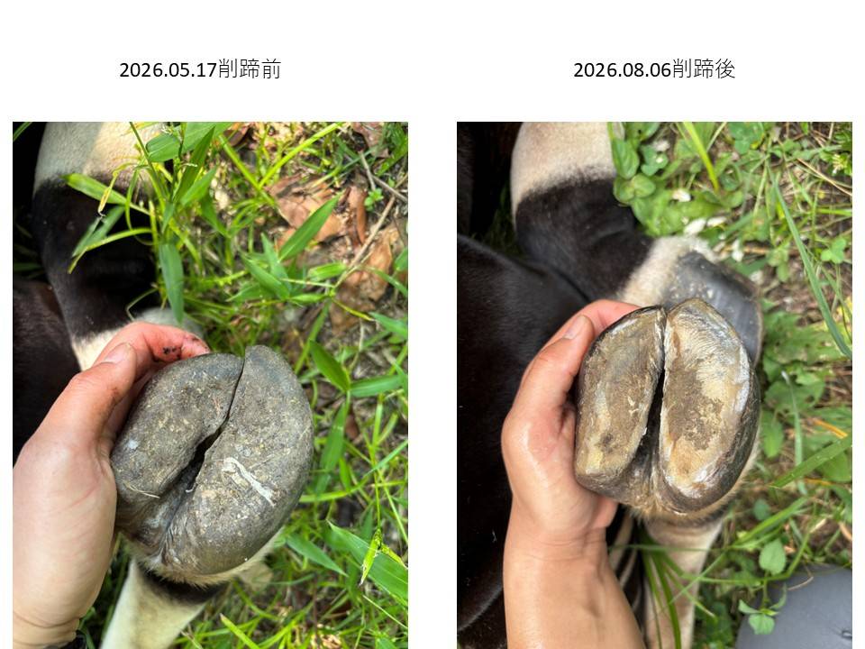 削蹄比較画像.jpg