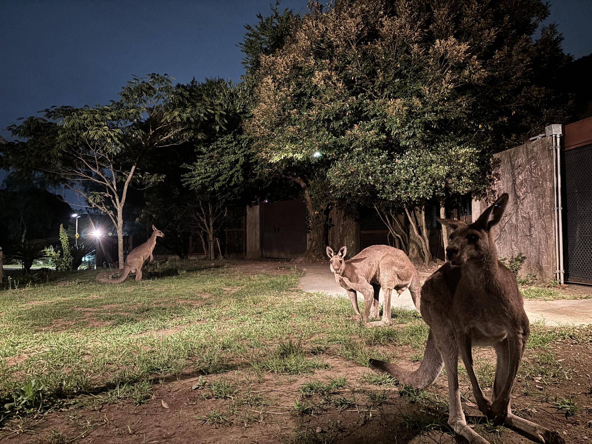 ナイト中のカンガルー.jpeg