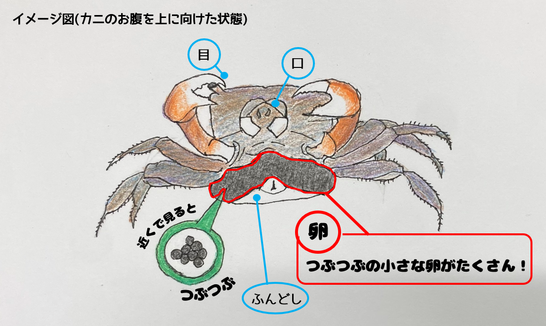 6 卵の位置.png