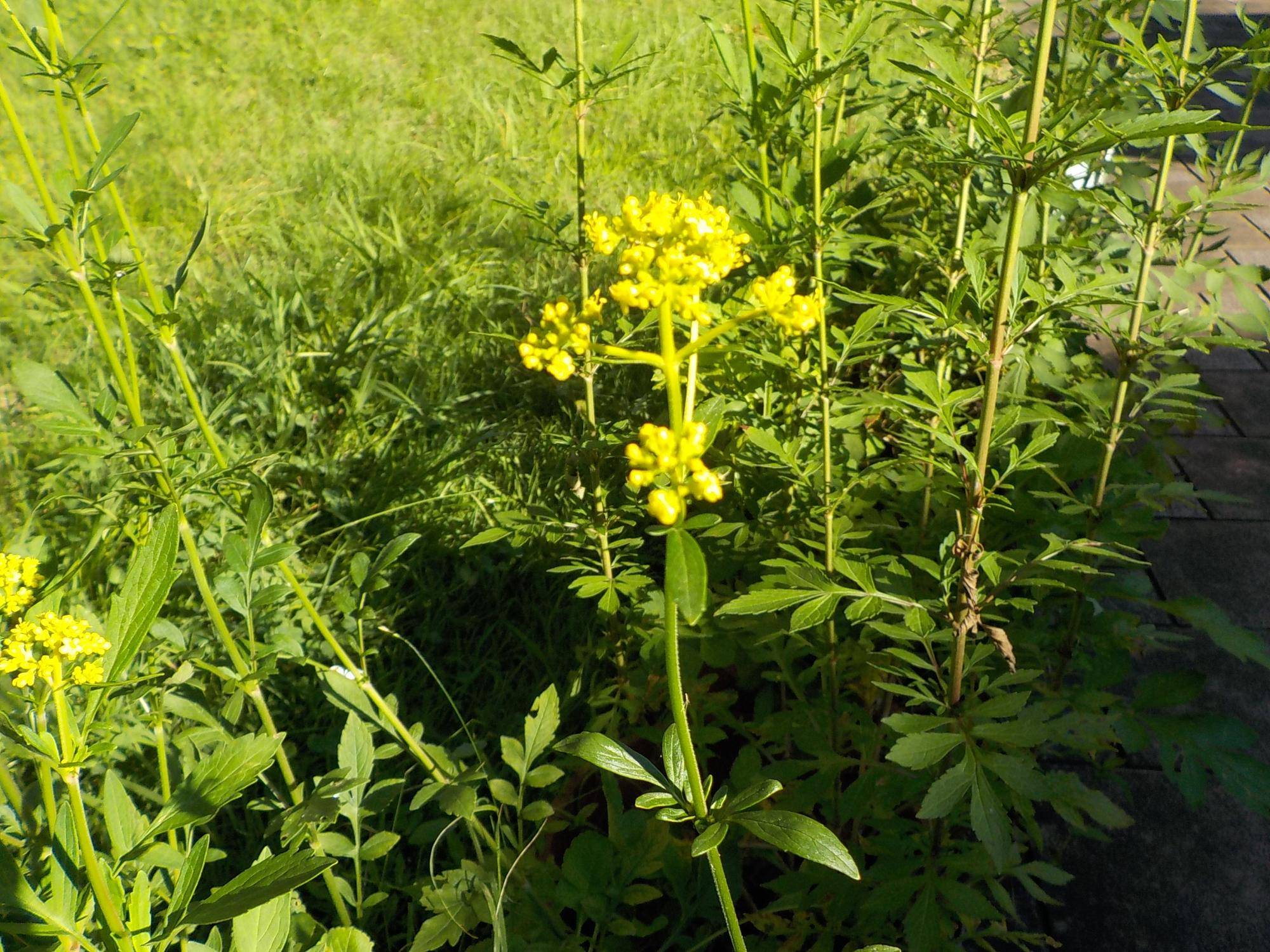 DSCN3164.jpg