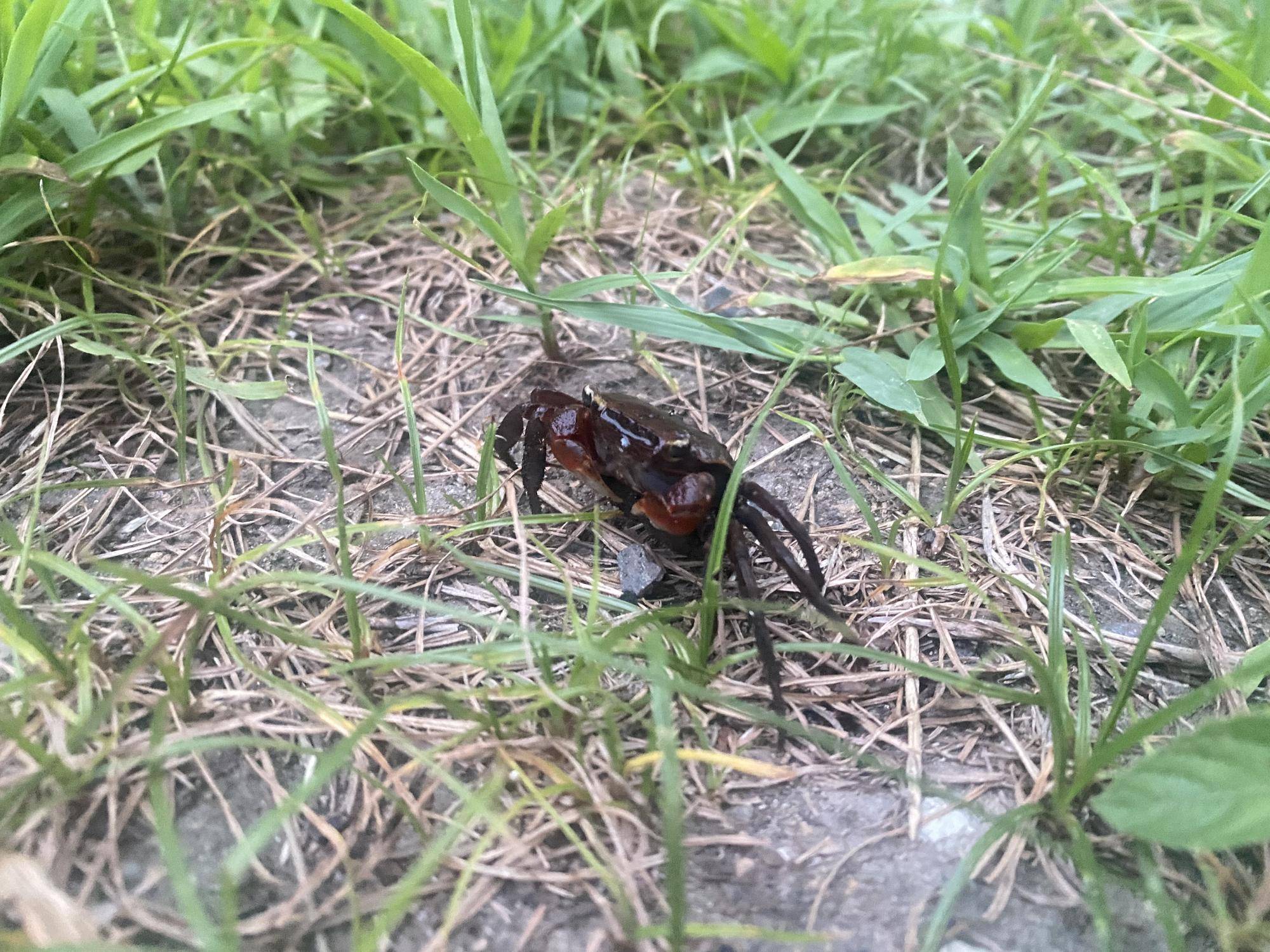 3 放仔前のアカテガニメス.jpg