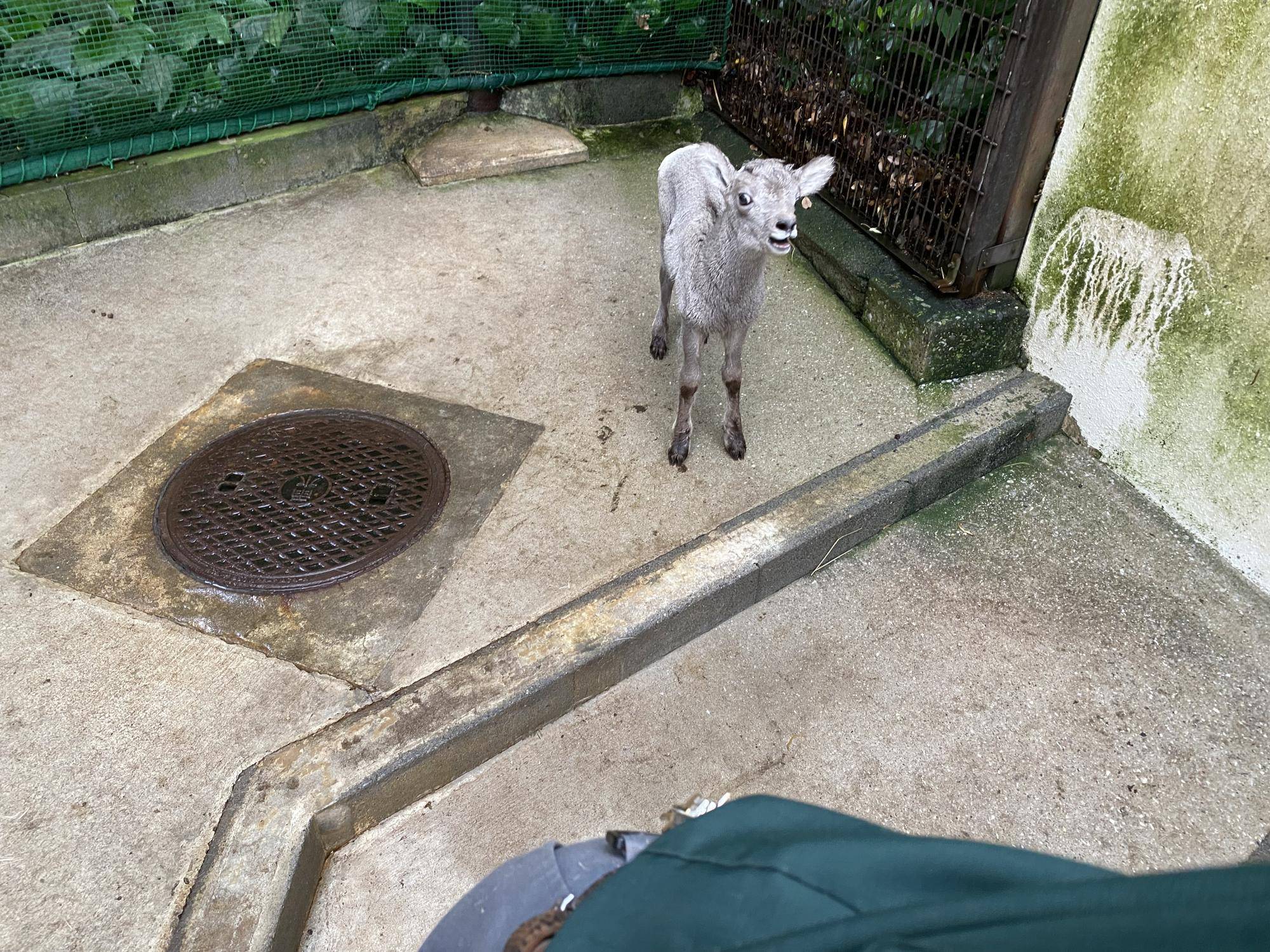5 アメびっくり.jpg