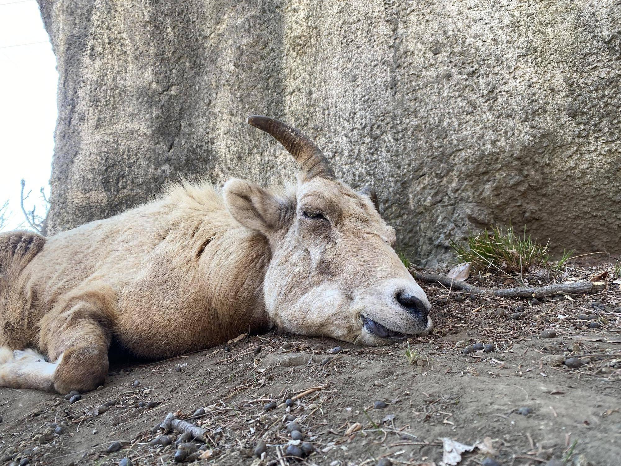 10ザビコ眠る.jpg