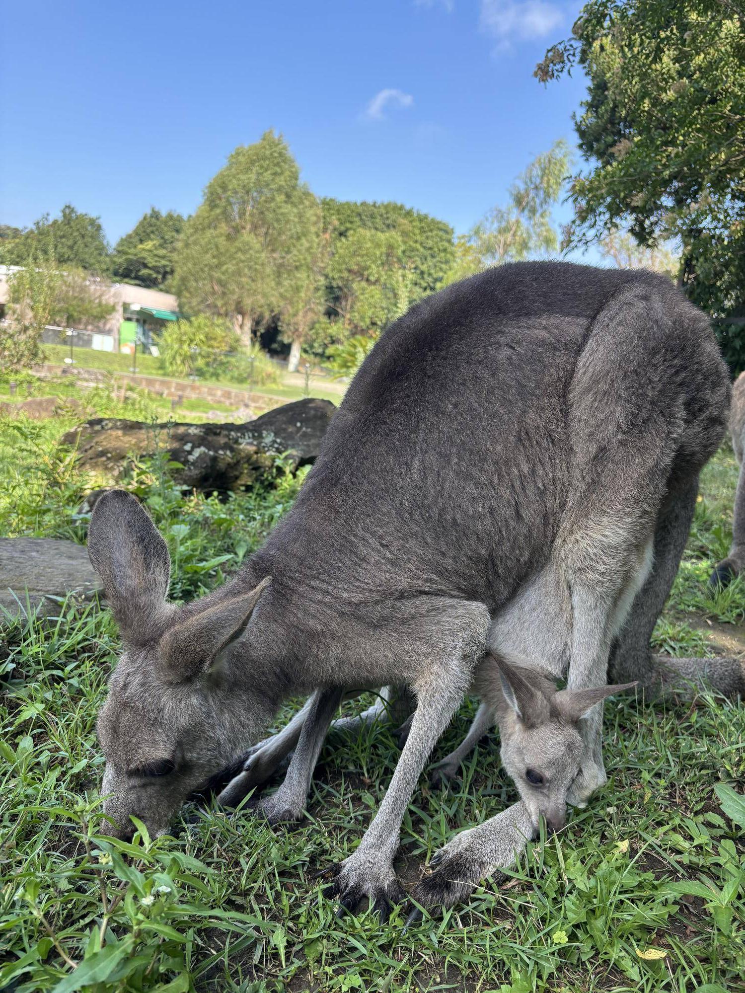 草や土が気になるオコメ.jpeg