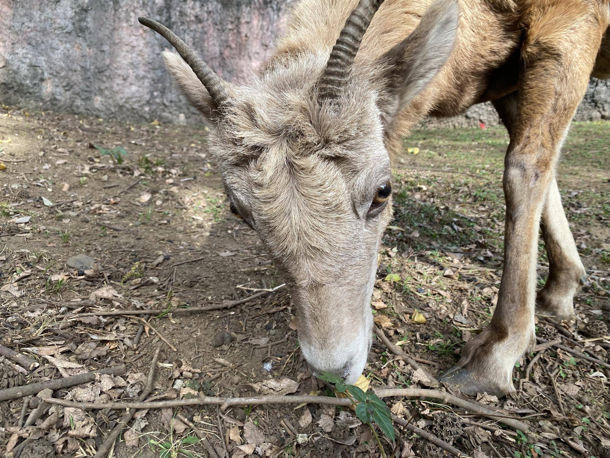 5 拾って食べる4.jpg