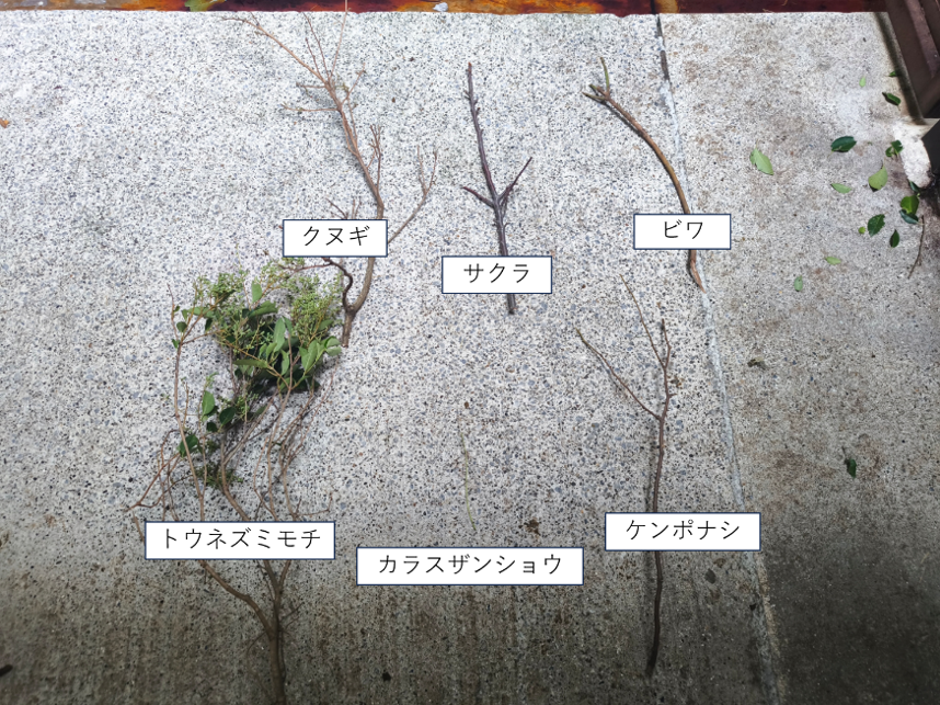 木の葉ほとんど完食.png