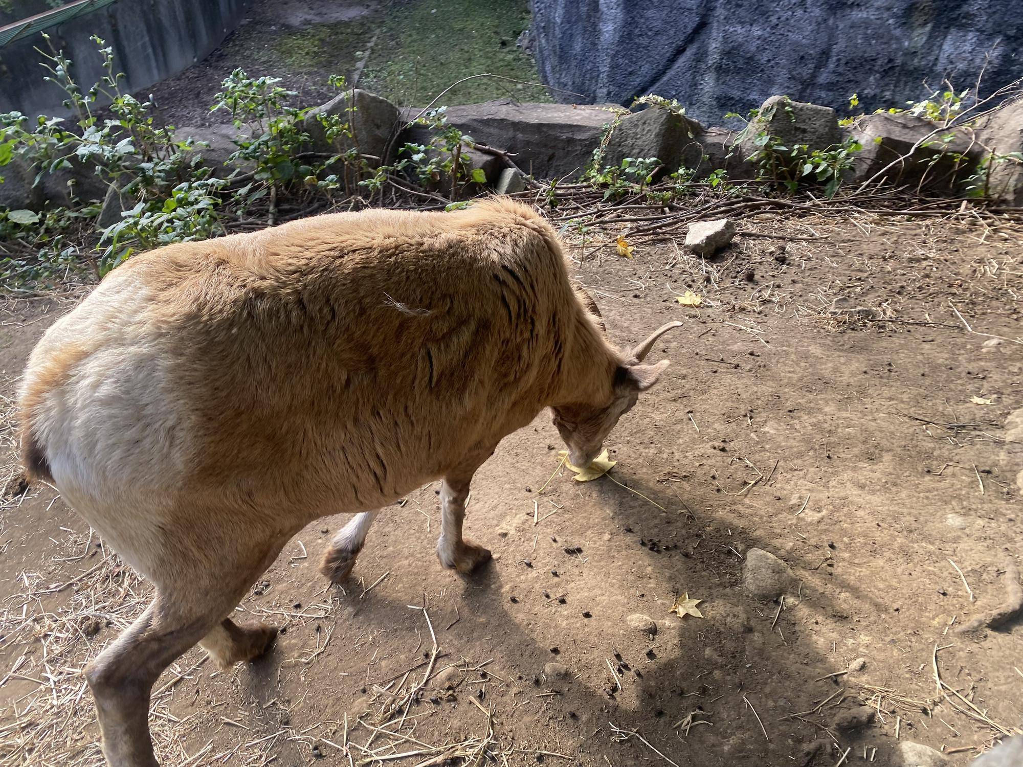 2 拾って食べる.jpg