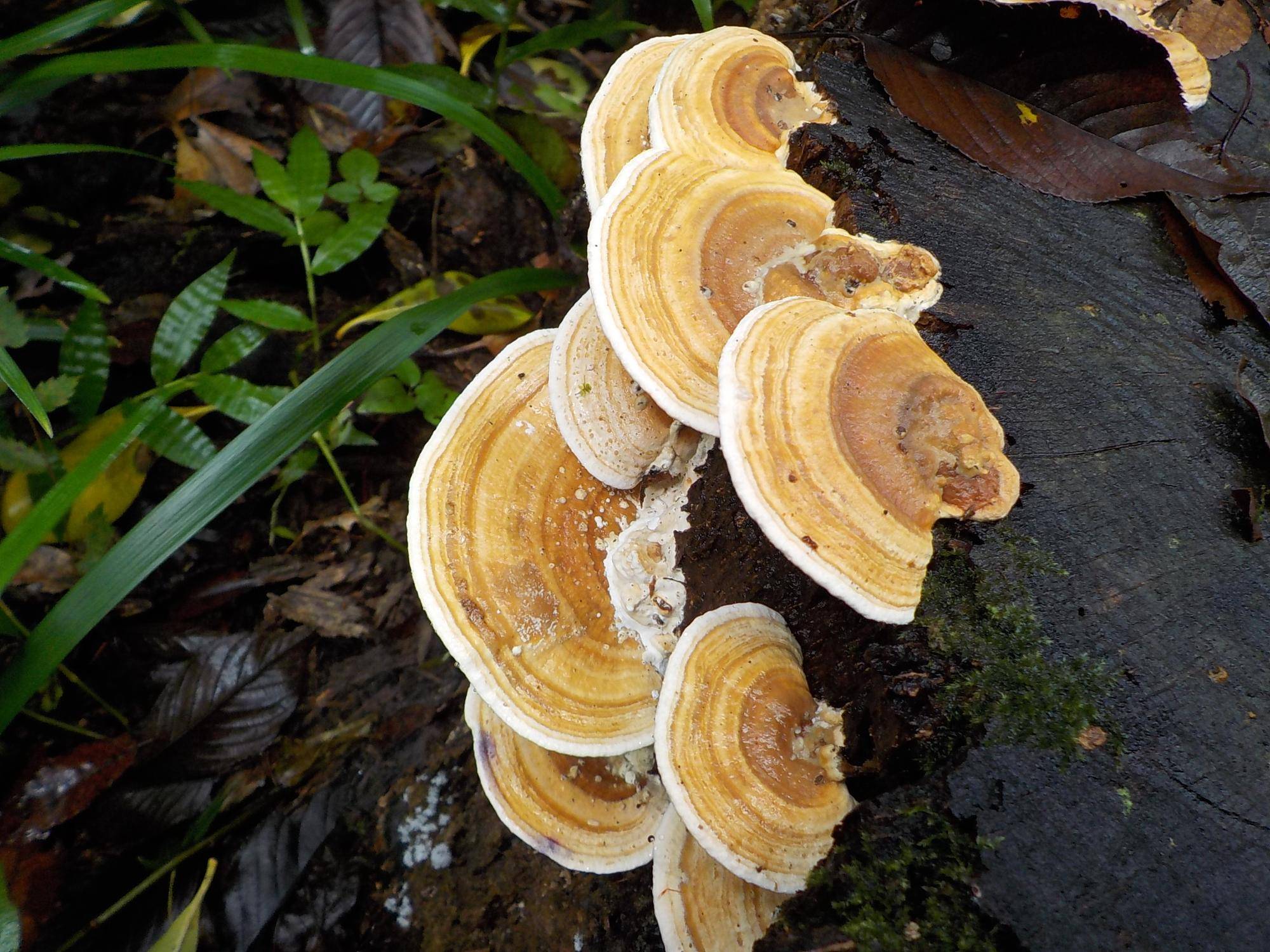 DSCN3266.jpg