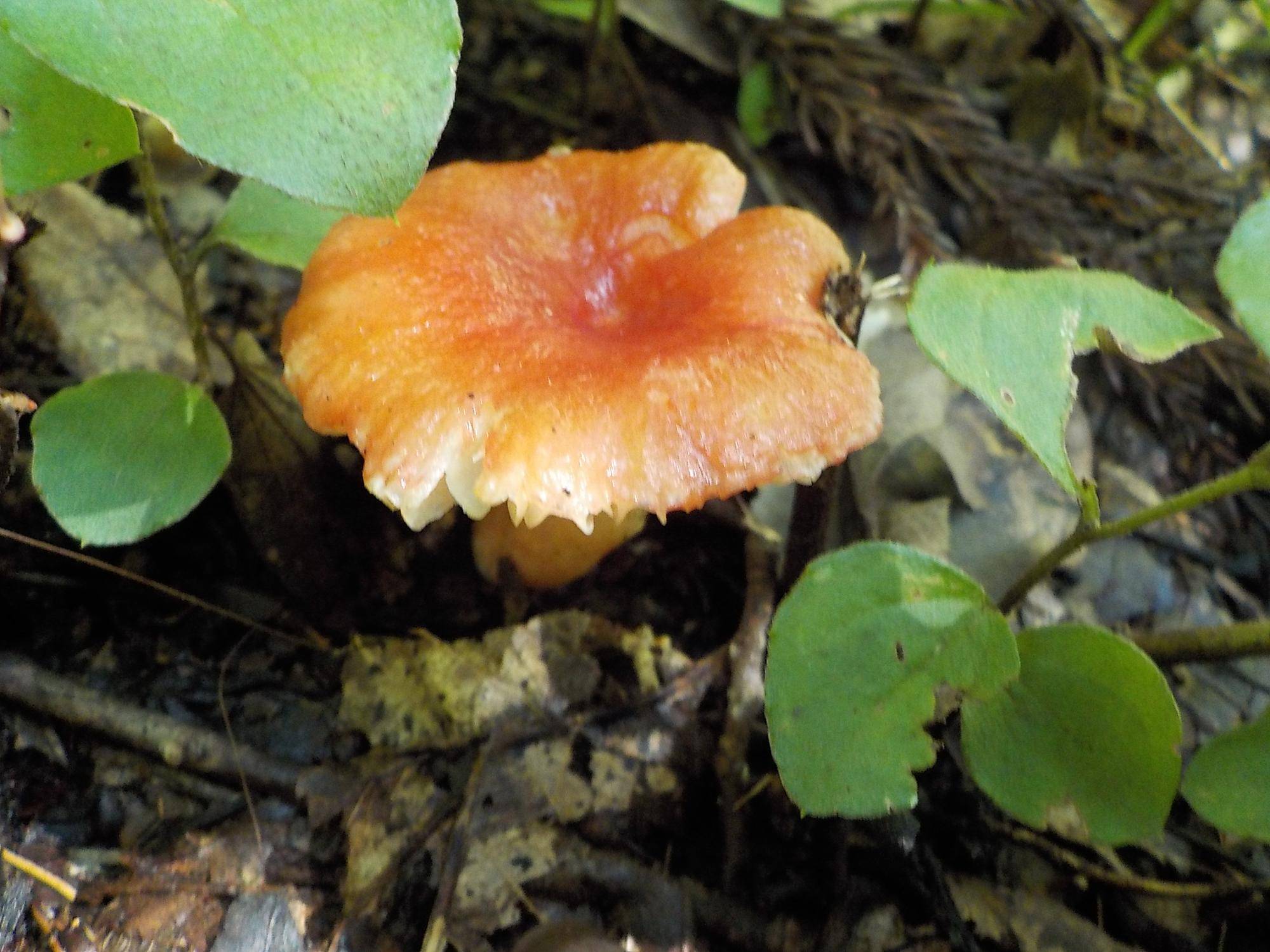 DSCN3301.jpg