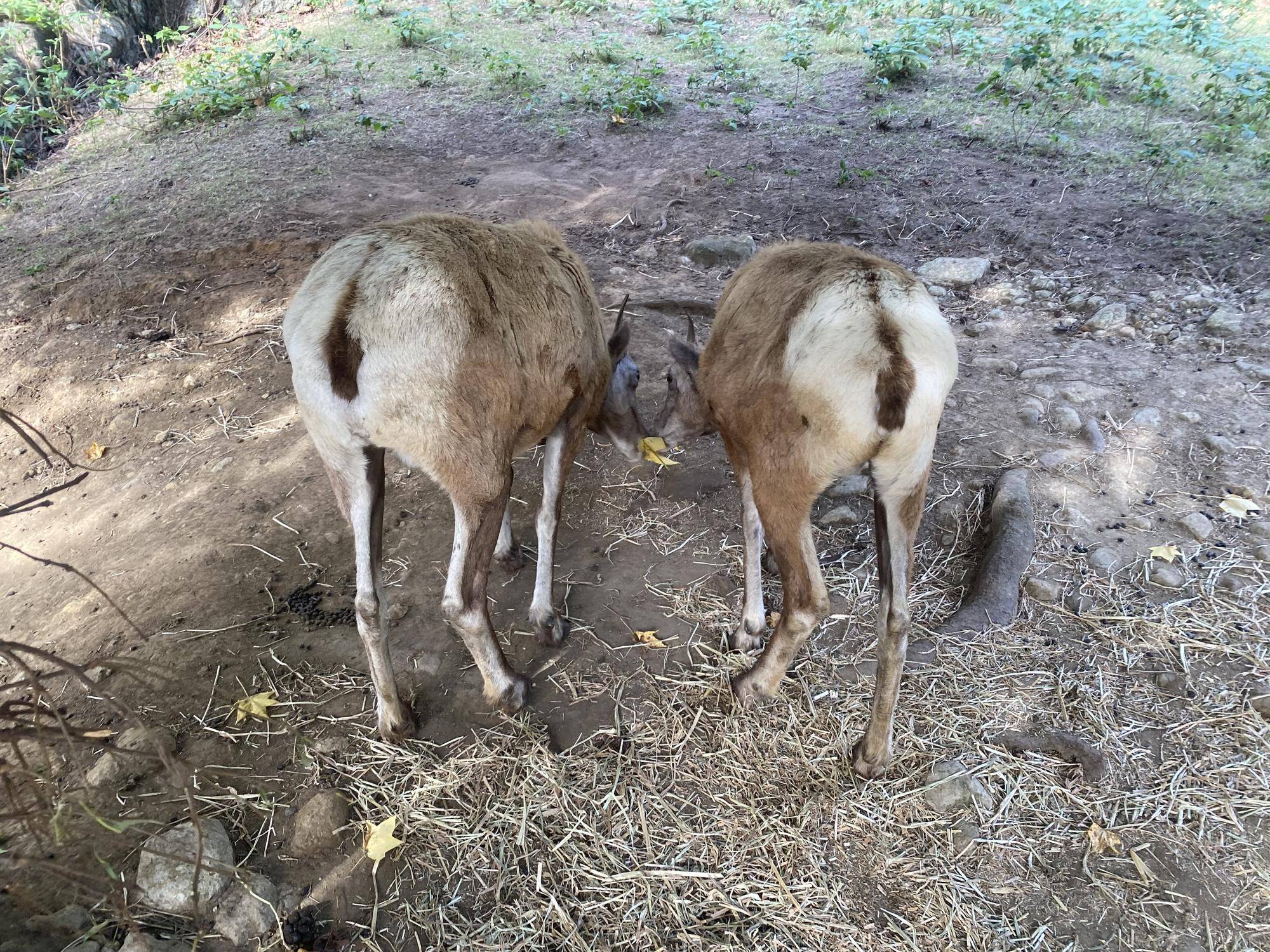 3 拾って食べる2.jpg